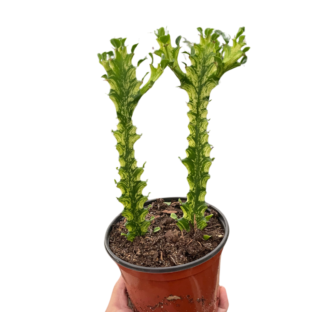Euphorbia 'Mint Cream' - Holiday Corner
