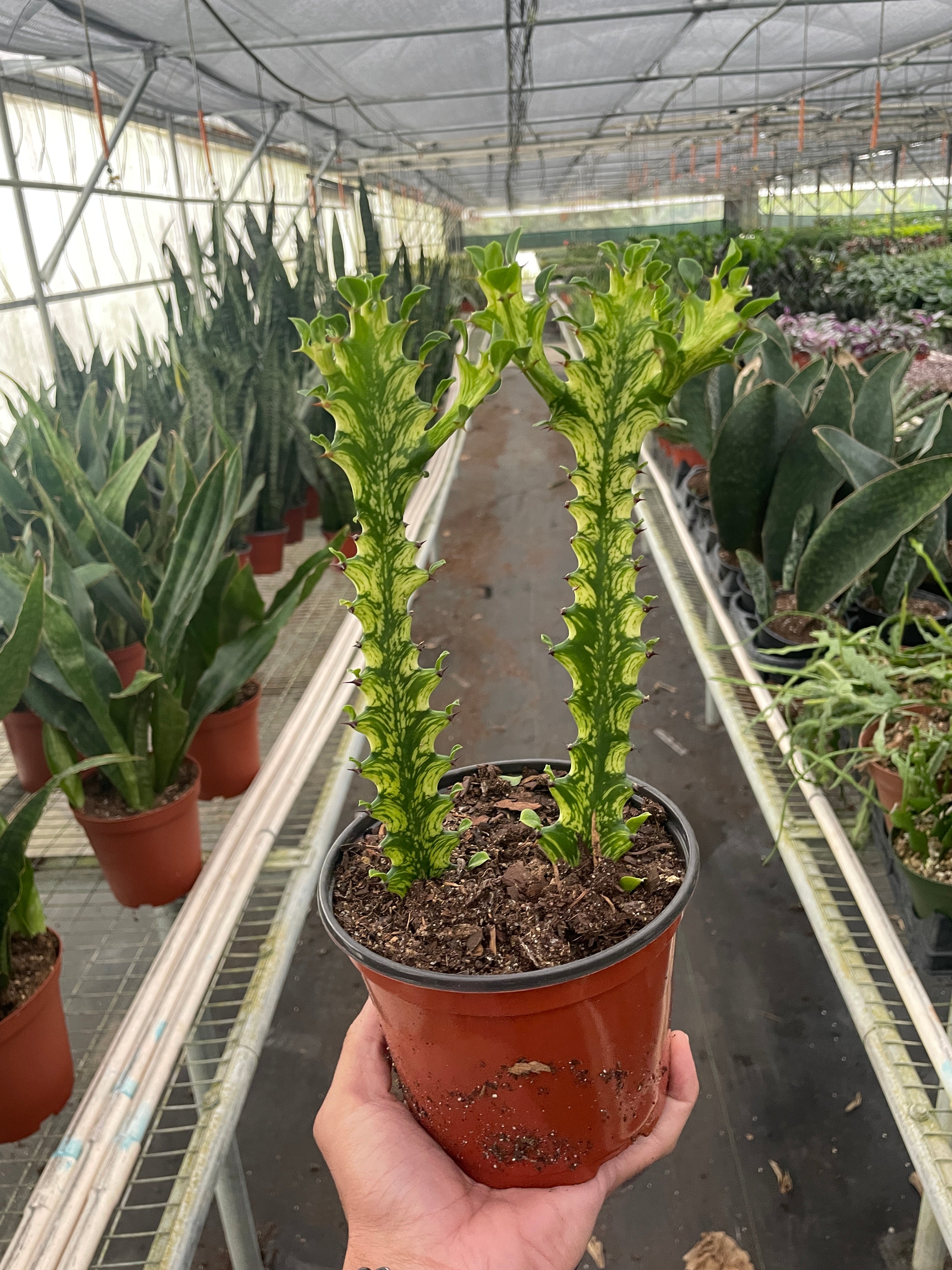 Euphorbia 'Mint Cream' - Holiday Corner