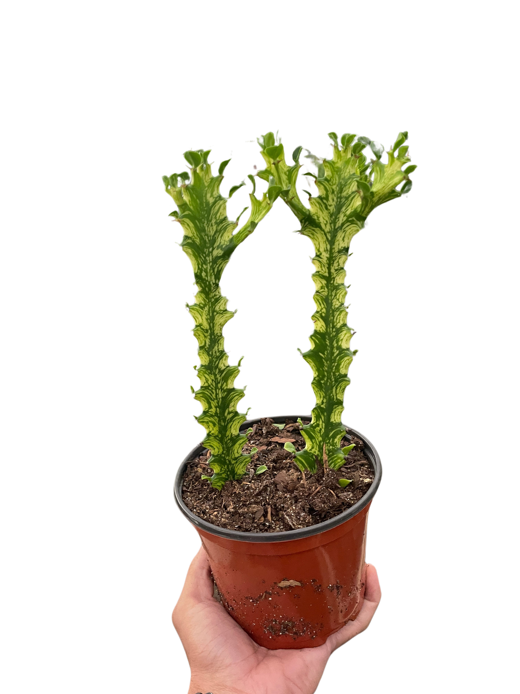Euphorbia 'Mint Cream' - Holiday Corner