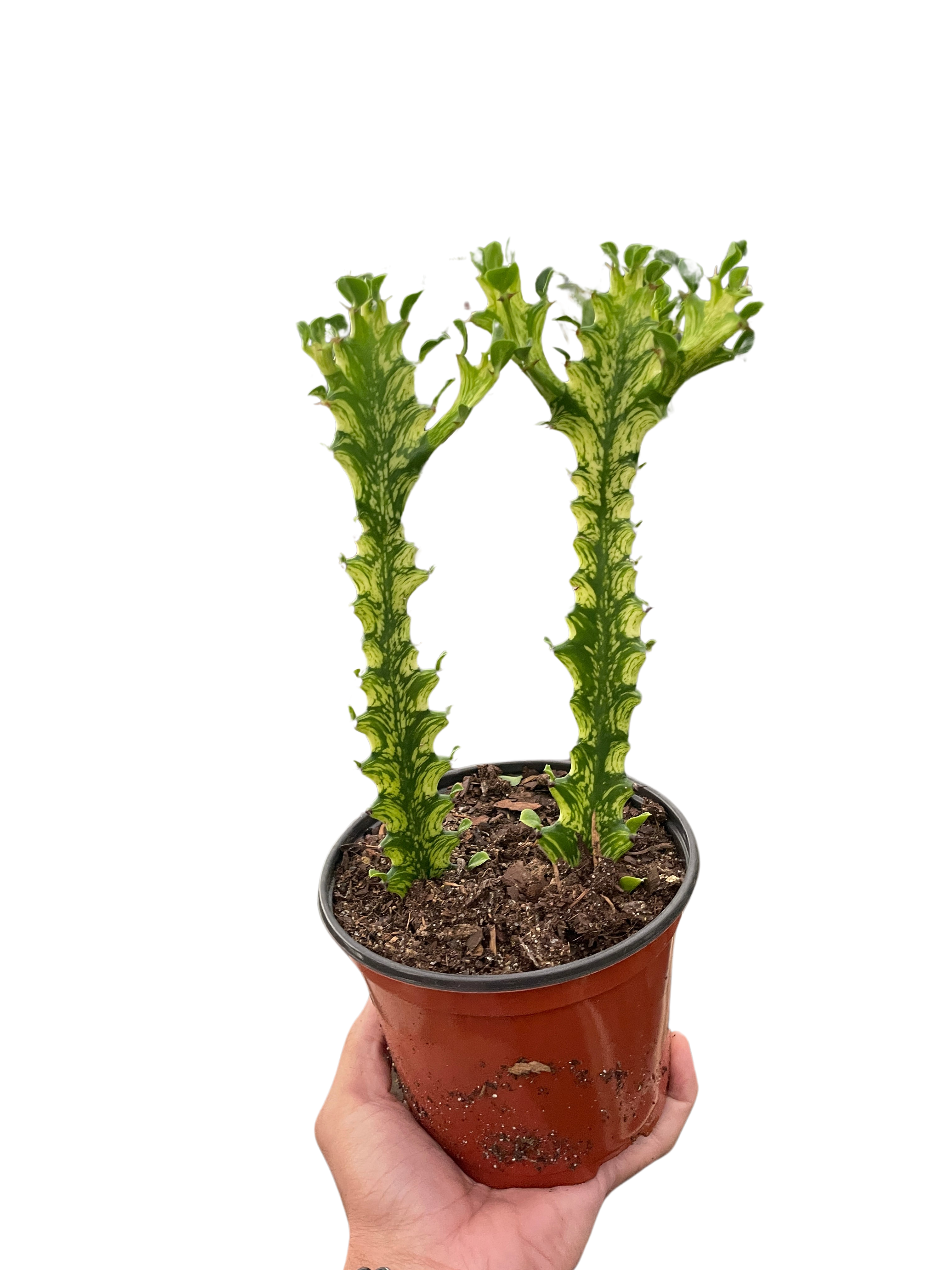Euphorbia 'Mint Cream' - Holiday Corner