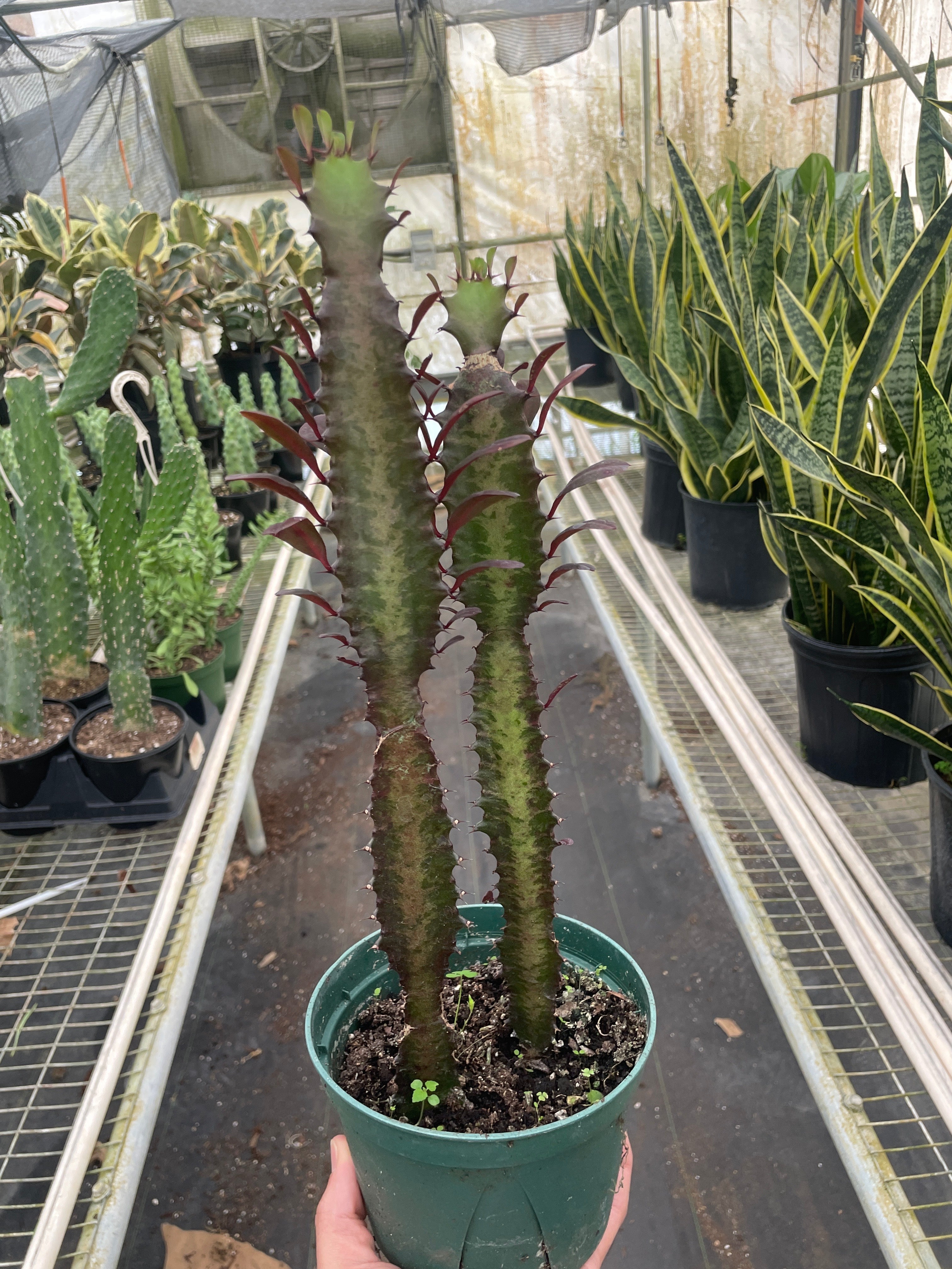 Succulent Euphorbia 'Trigona Rubra' - Holiday Corner