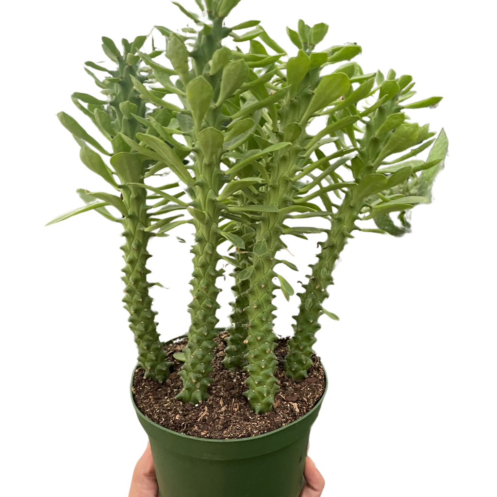 Euphorbia 'Sausage Spurge' - Holiday Corner