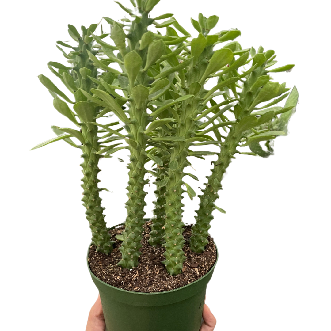 Euphorbia 'Sausage Spurge' - Holiday Corner