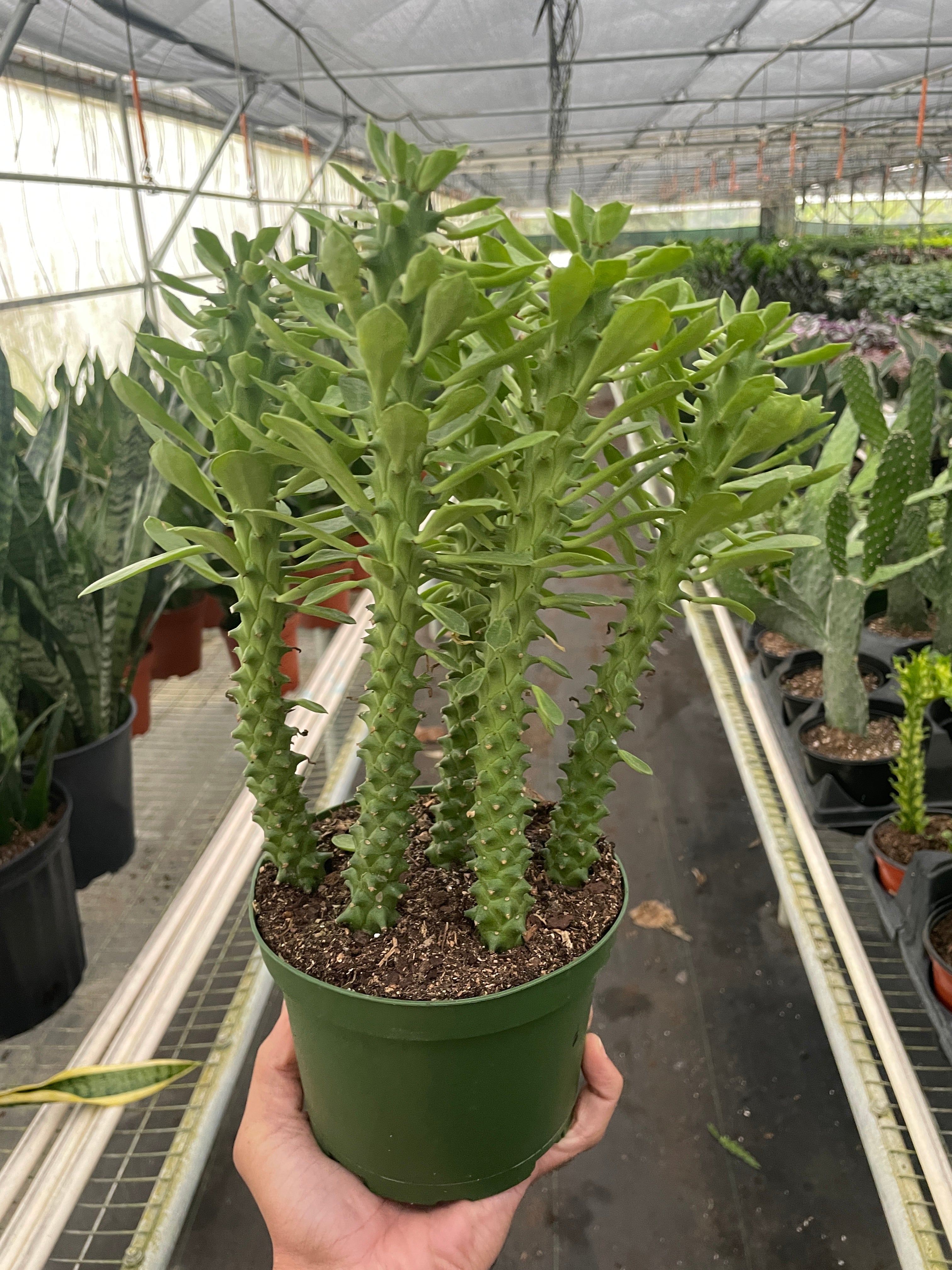 Euphorbia 'Sausage Spurge' - Holiday Corner