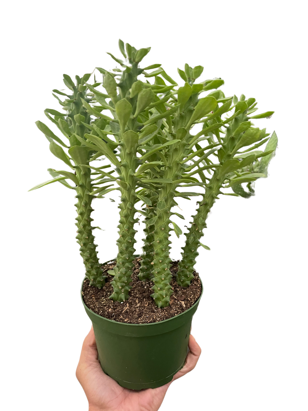 Euphorbia 'Sausage Spurge' - Holiday Corner