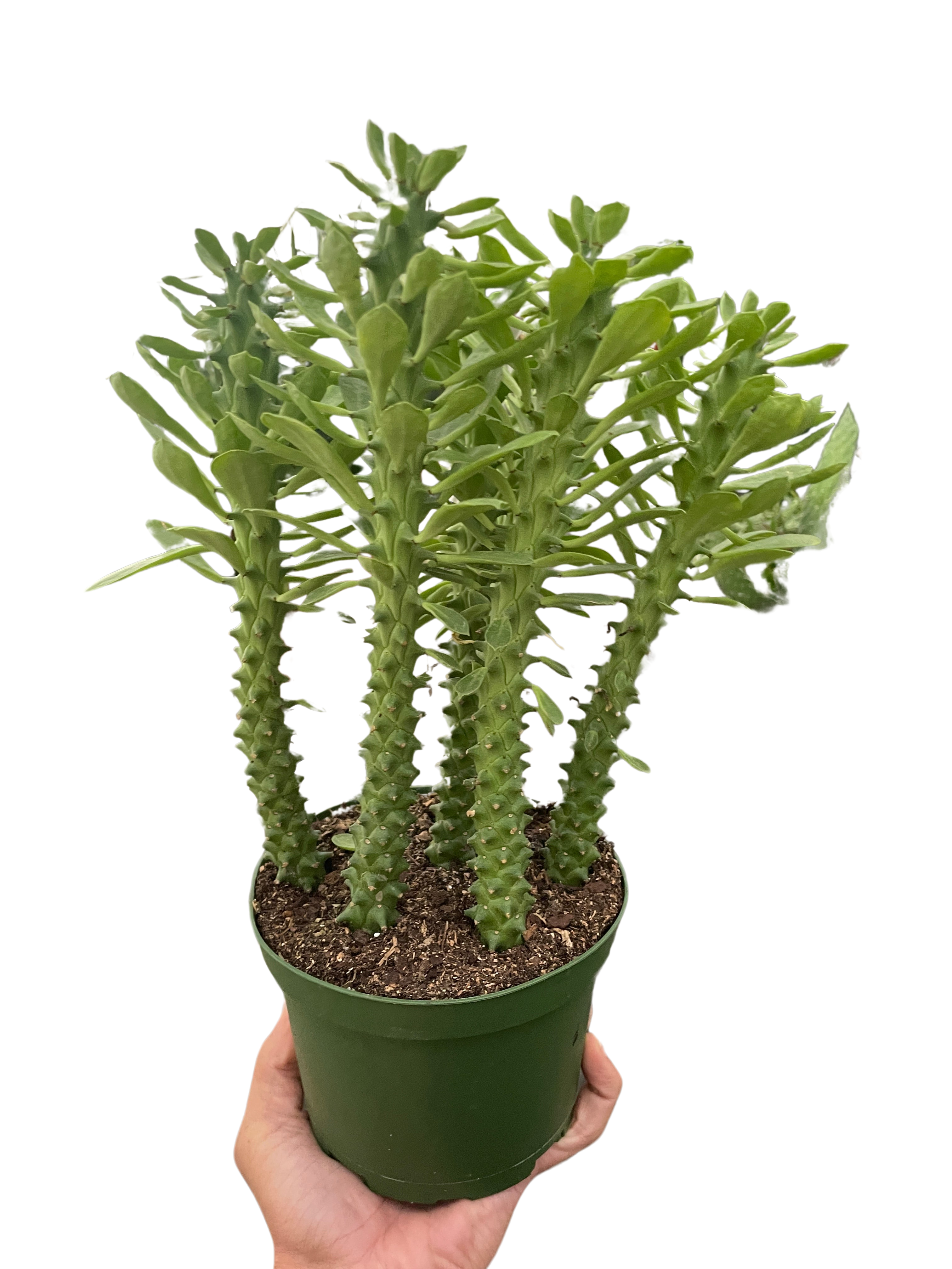 Euphorbia 'Sausage Spurge' - Holiday Corner