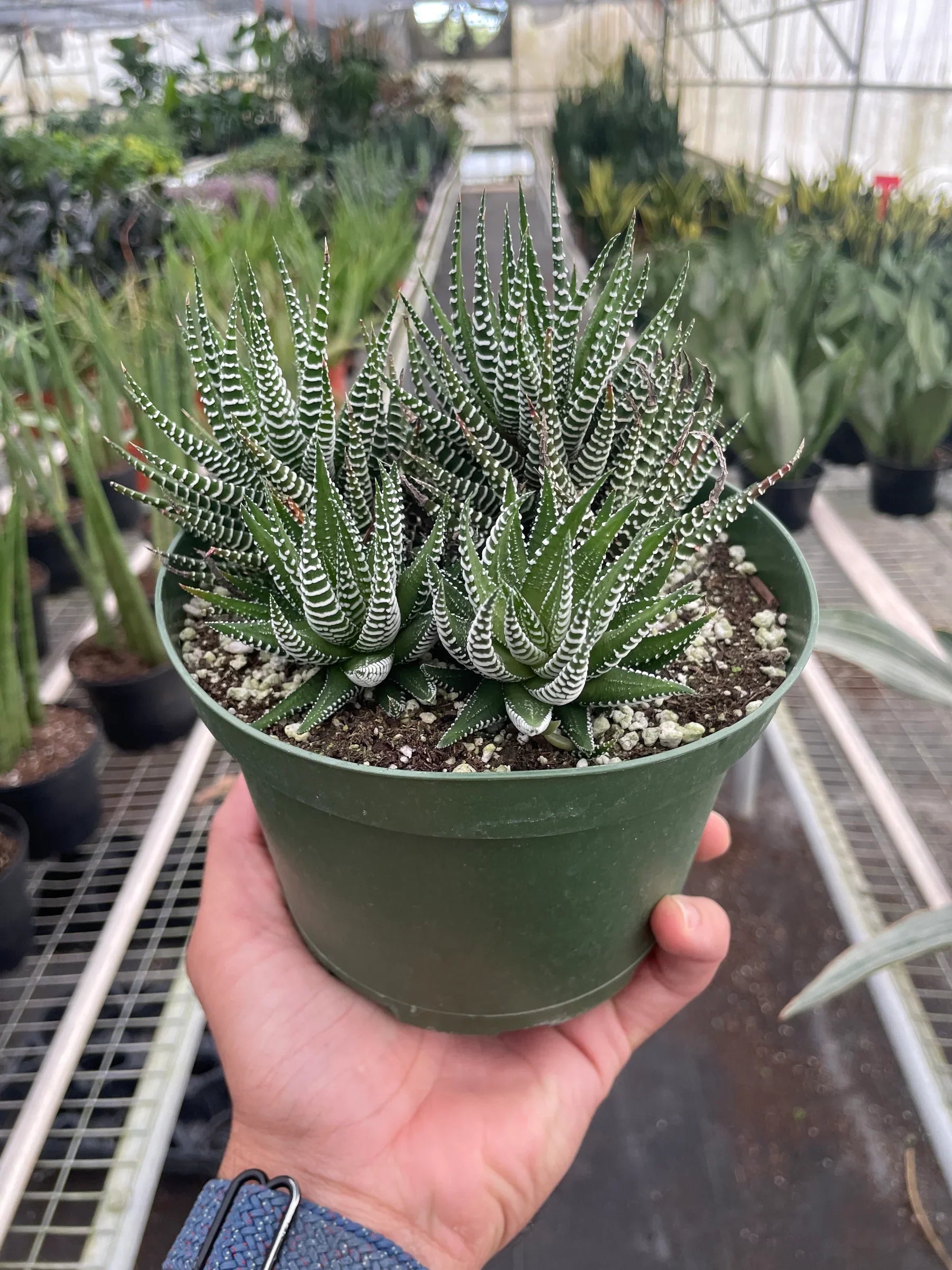 Zebra Succulent - Holiday Corner