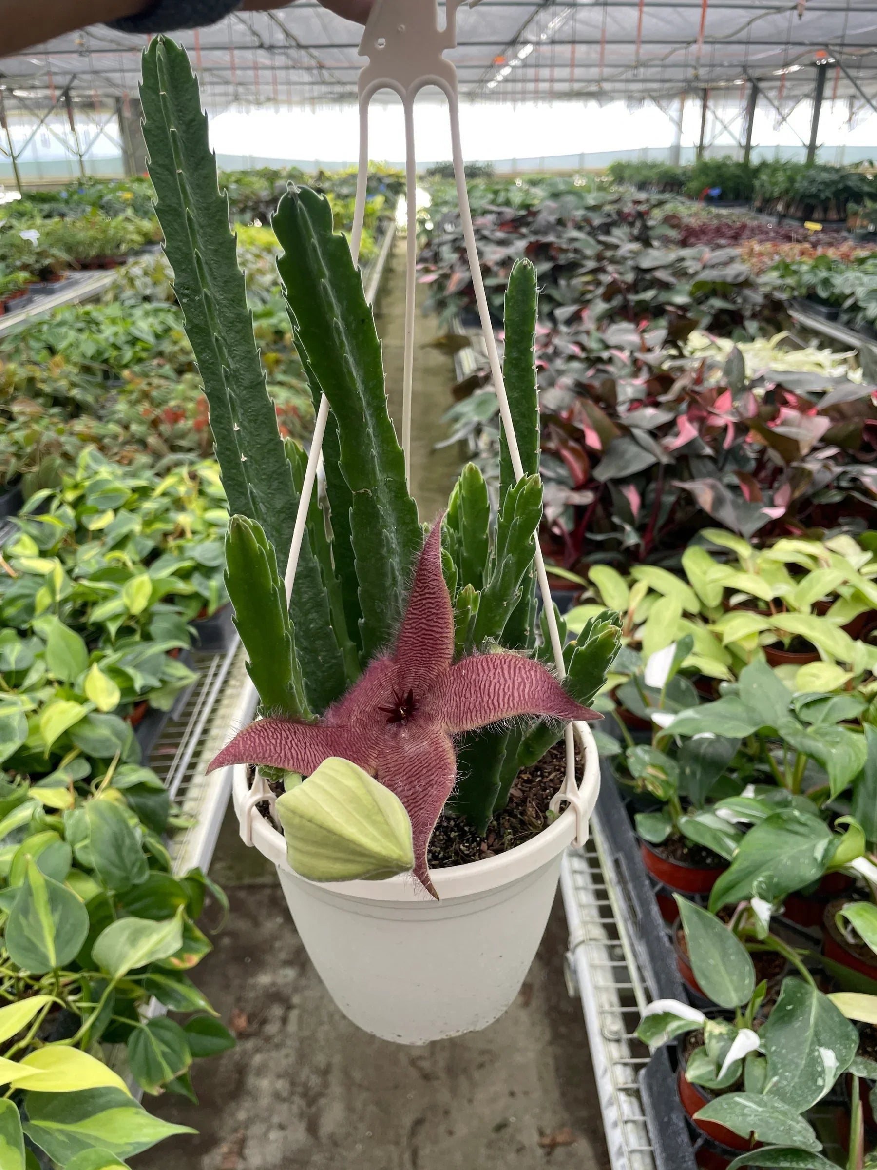 Red Dragon Flower (Huernia schneideriana) - Holiday Corner