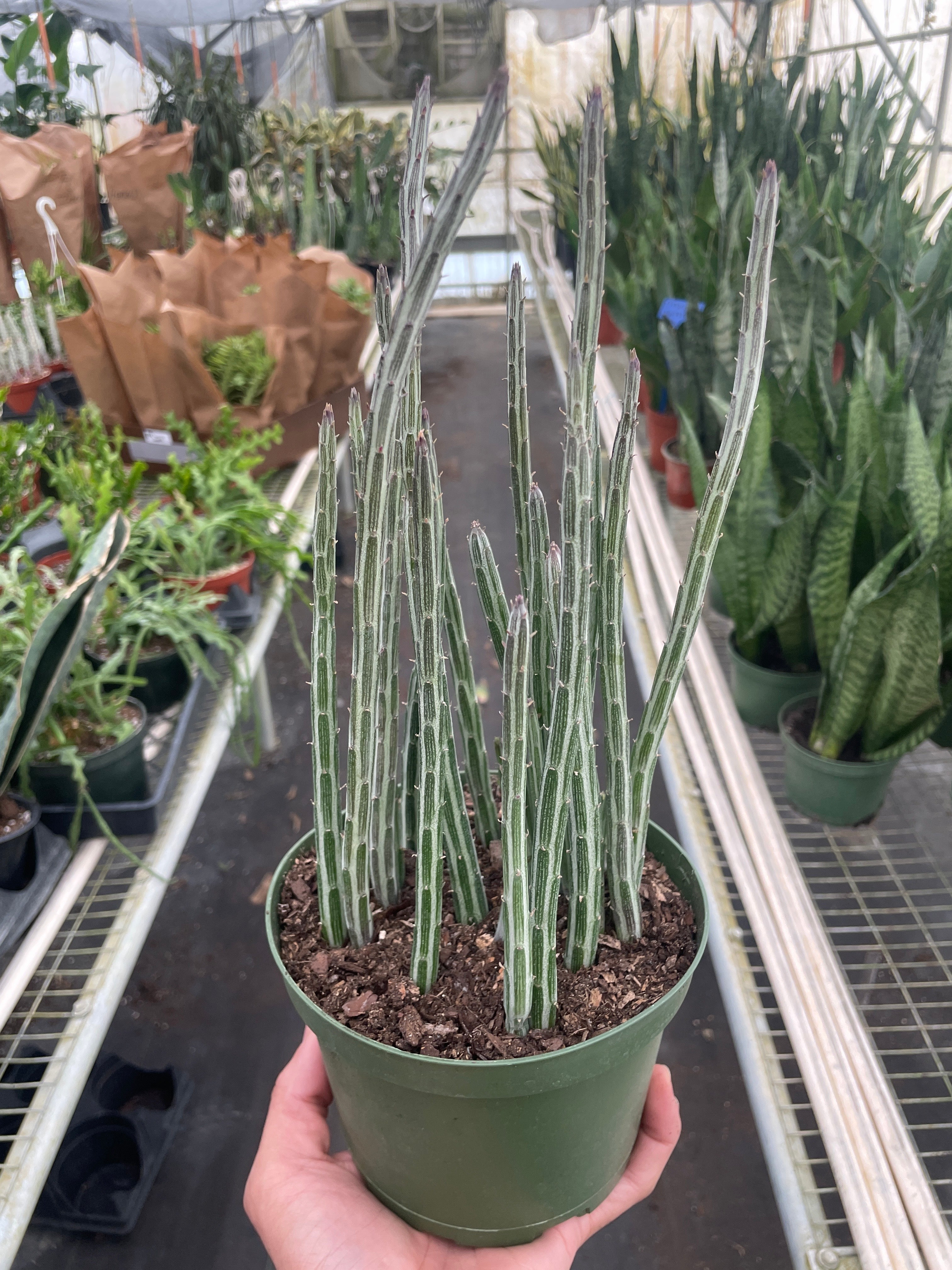 Senecio Stapeliiformis Pickle Plant - Holiday Corner