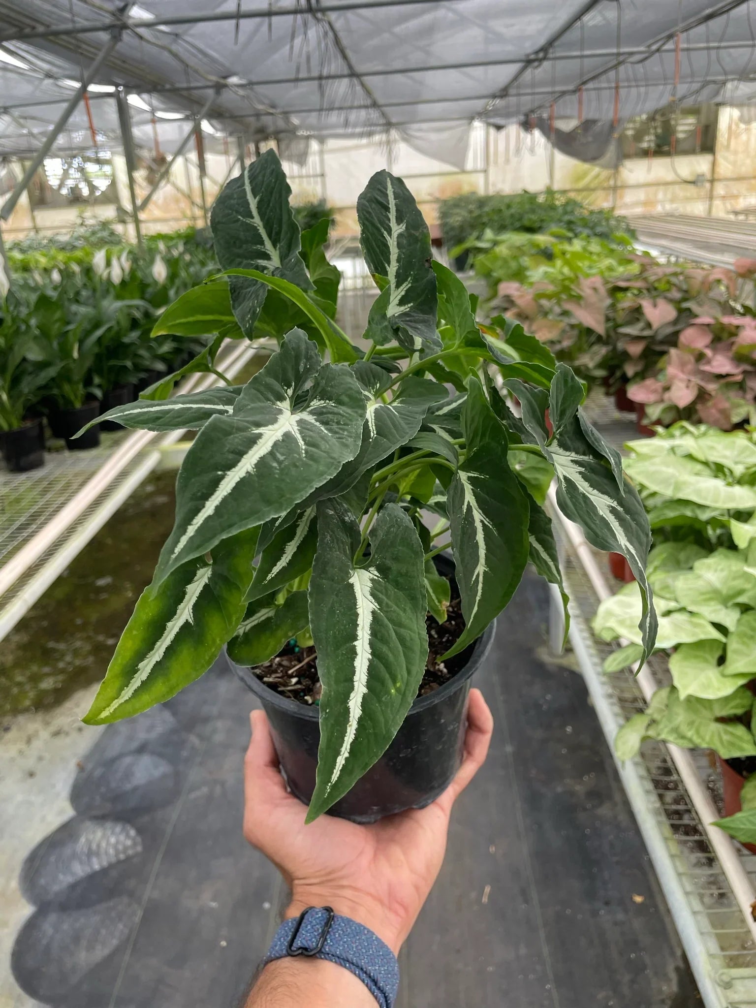 Syngonium wendlandii 'Black Velvet' - Holiday Corner