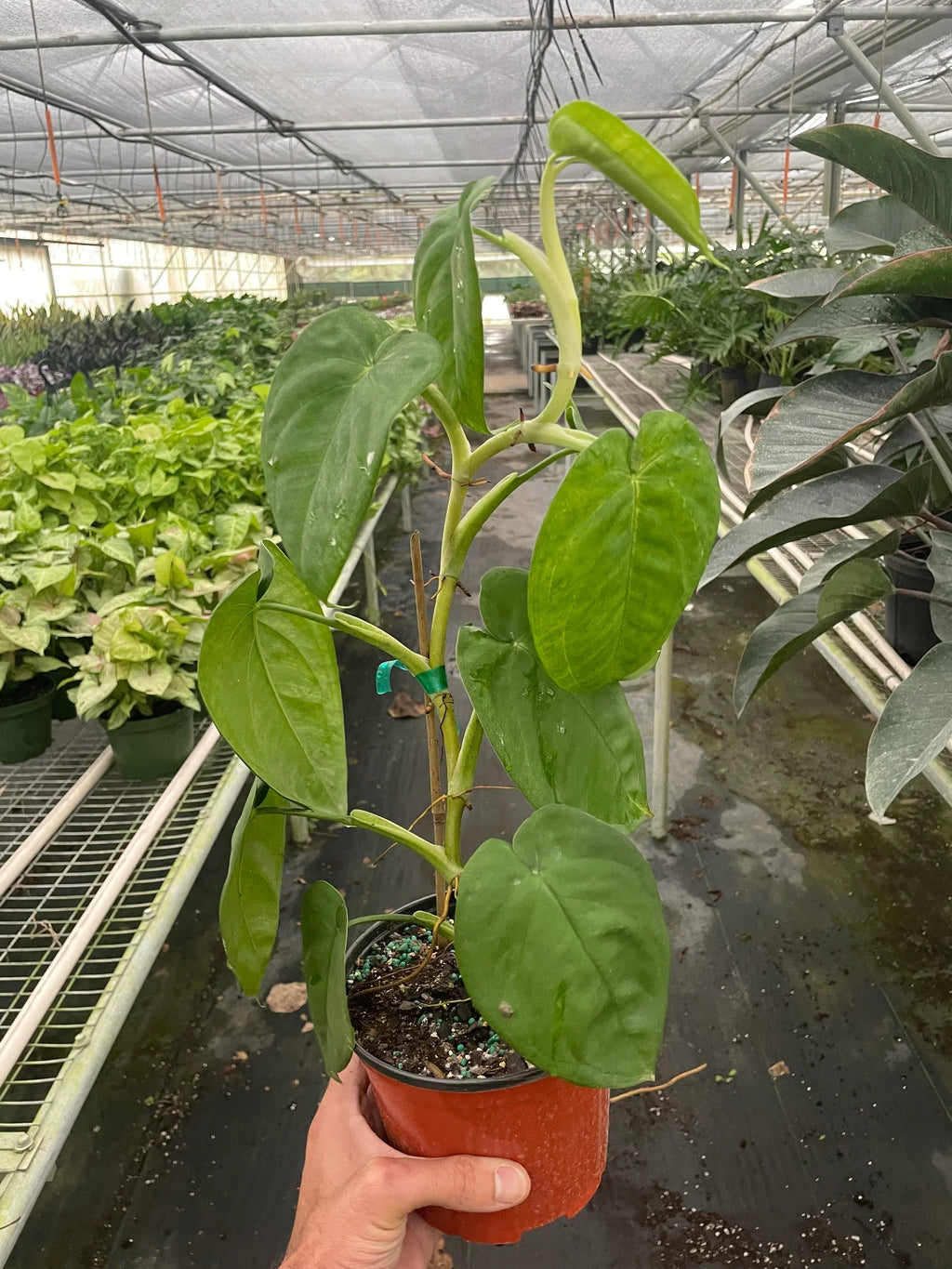 Syngonium 'Ice Frost' - Holiday Corner
