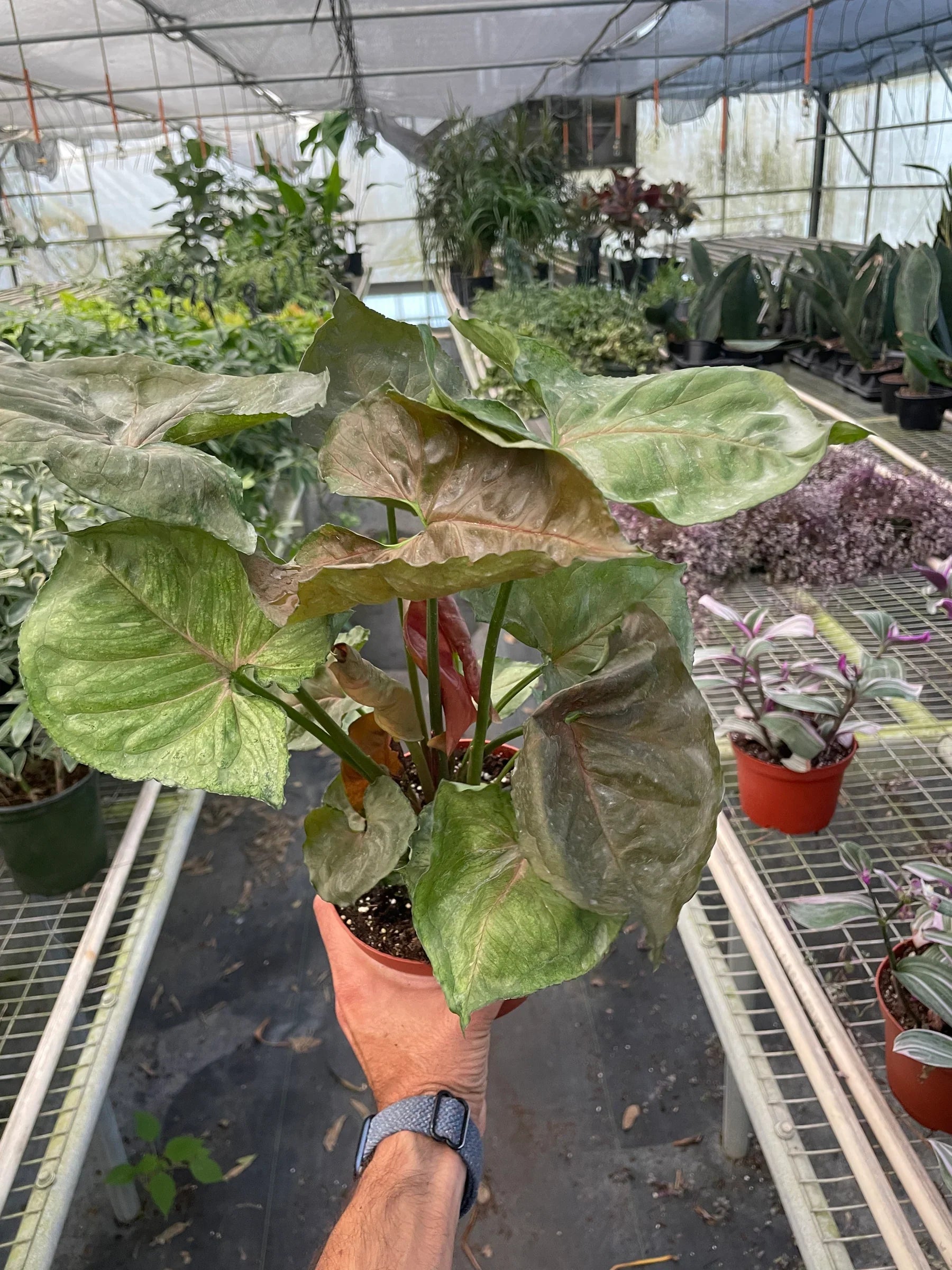 Syngonium Merry - Holiday Corner