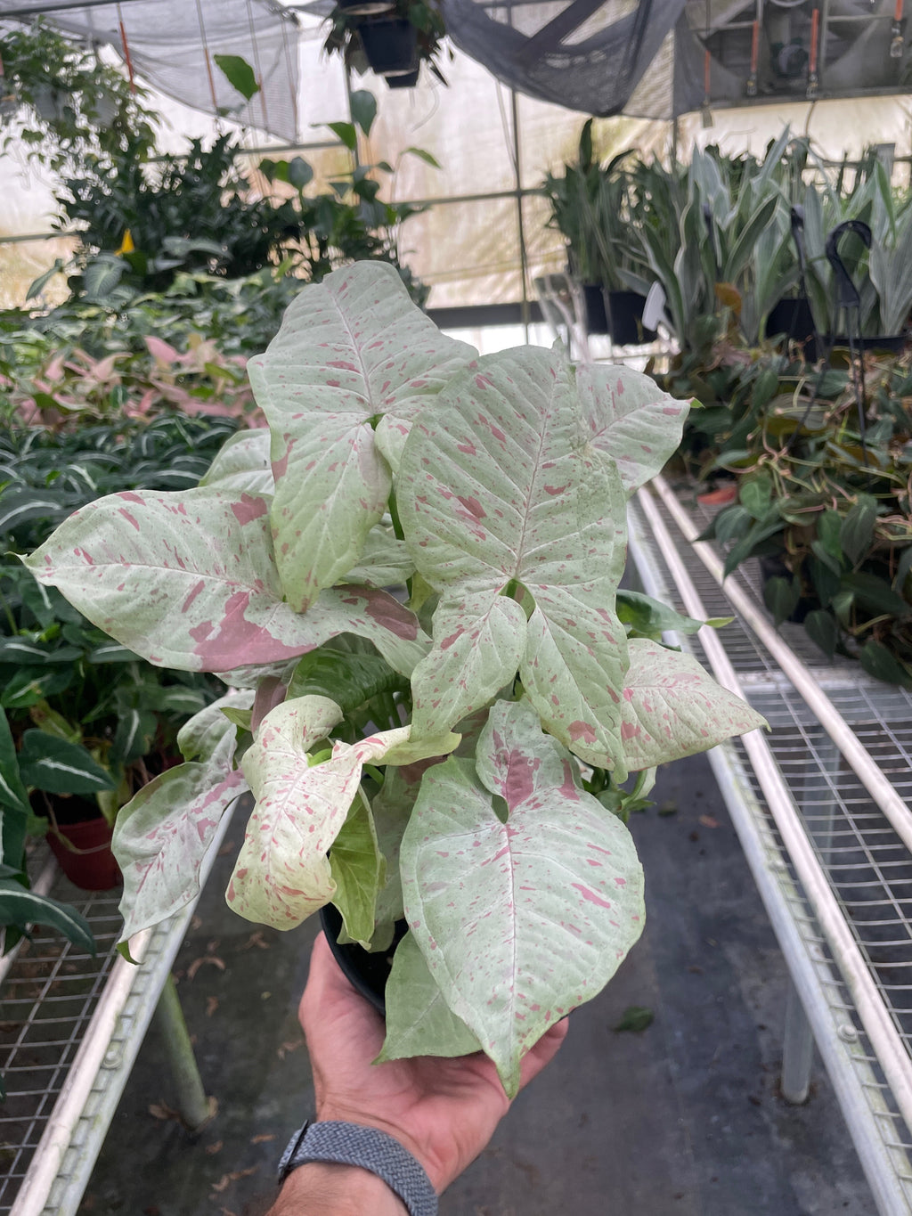 Syngonium 'Milk Confetti' - Holiday Corner