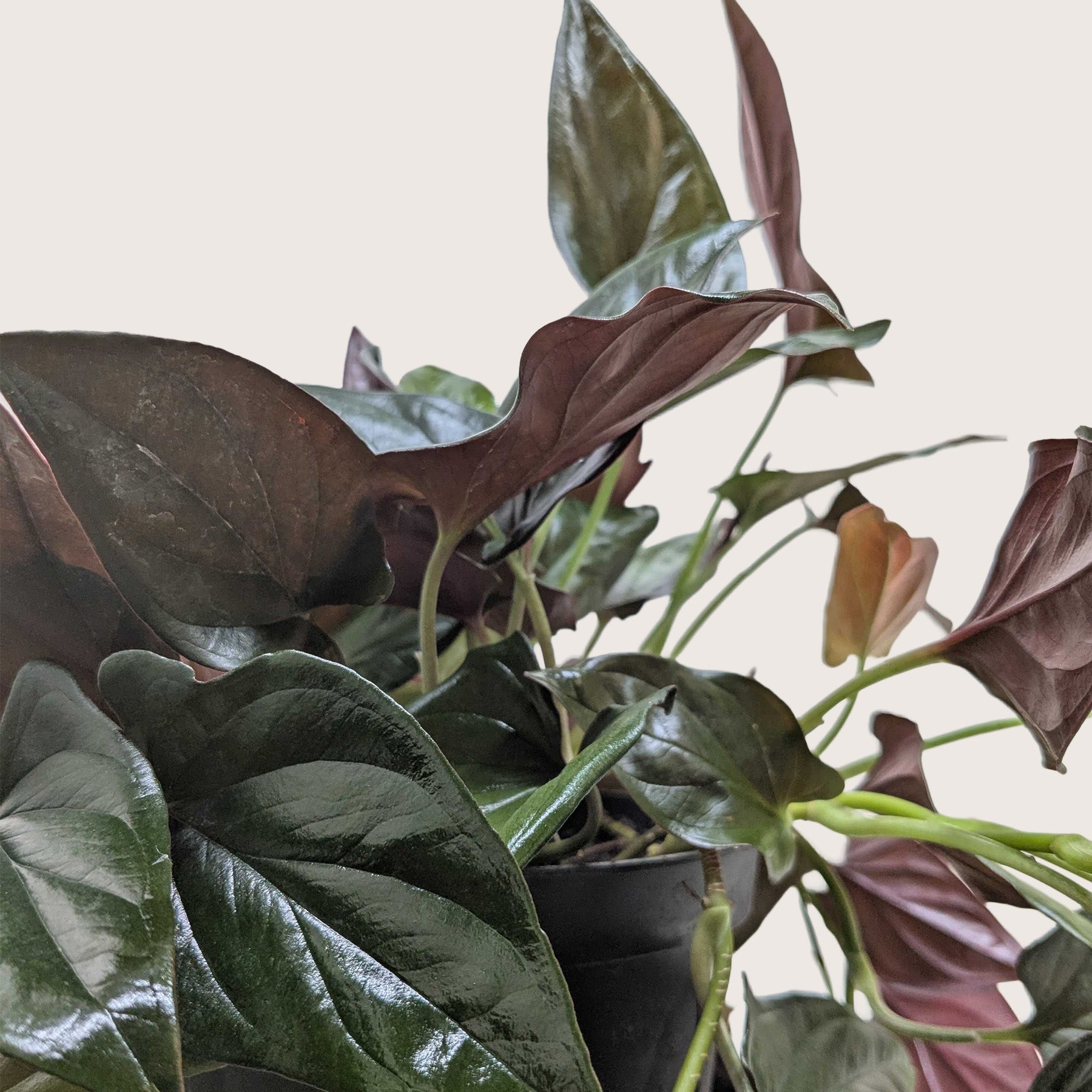 Syngonium 'Red Arrow' - Holiday Corner