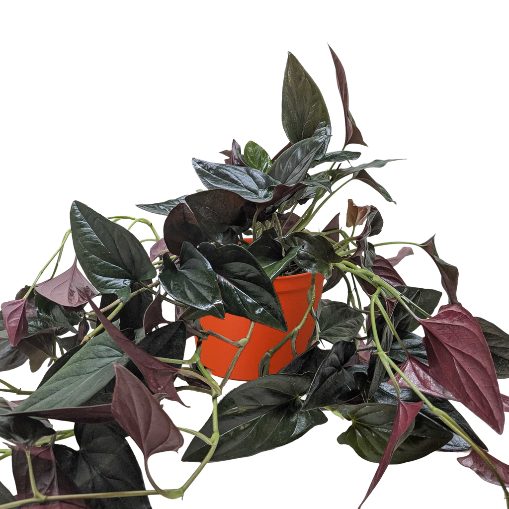 Syngonium 'Red Arrow' - Holiday Corner