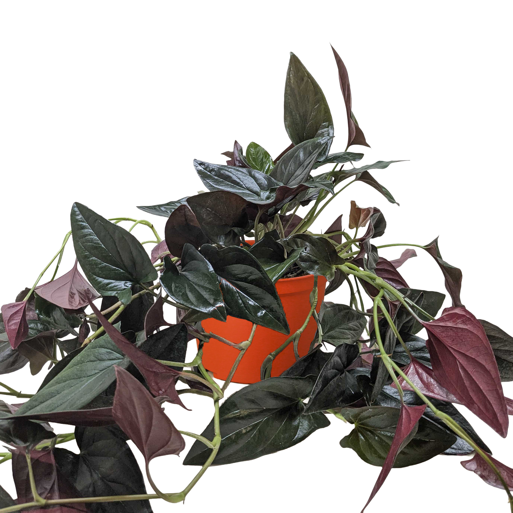 Syngonium 'Red Arrow' - Holiday Corner