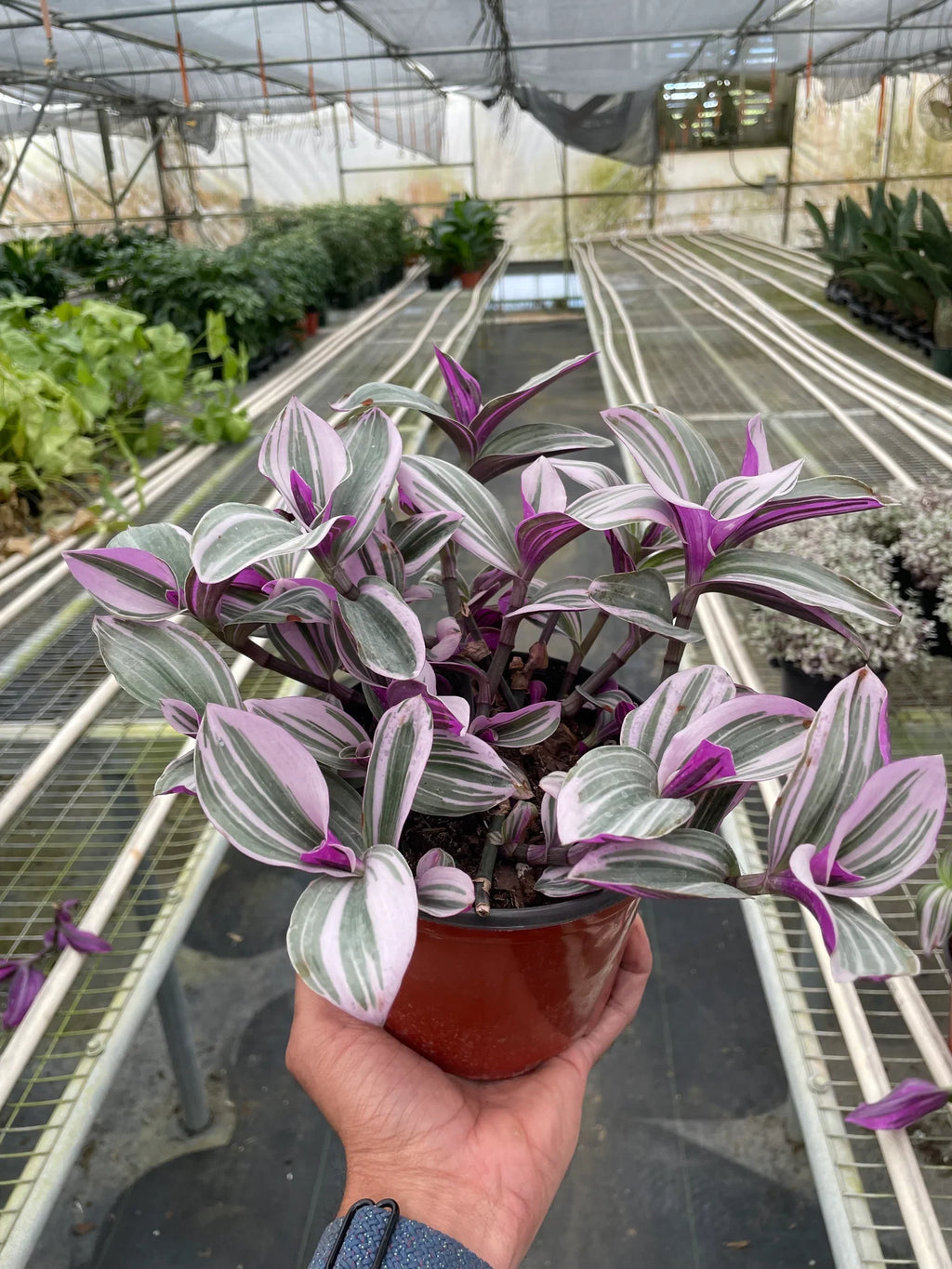 Tradescantia 'Nanouk' - Holiday Corner