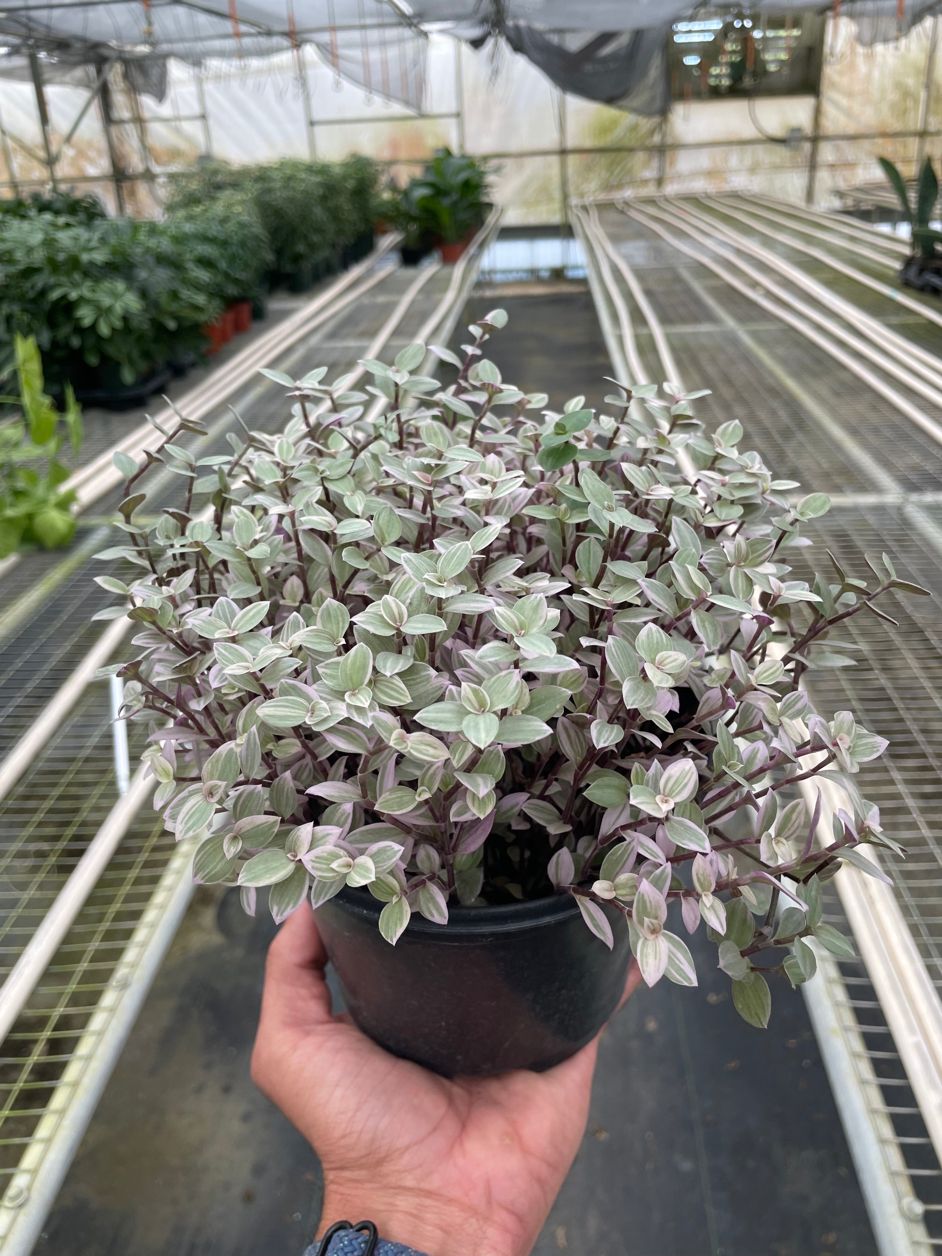 Tradescantia Callisia 'Pink Panther' - Holiday Corner