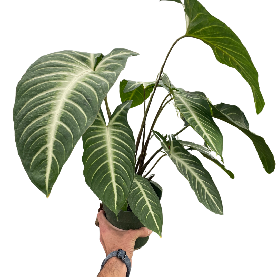Xanthosoma 'Lendenii' - Holiday Corner