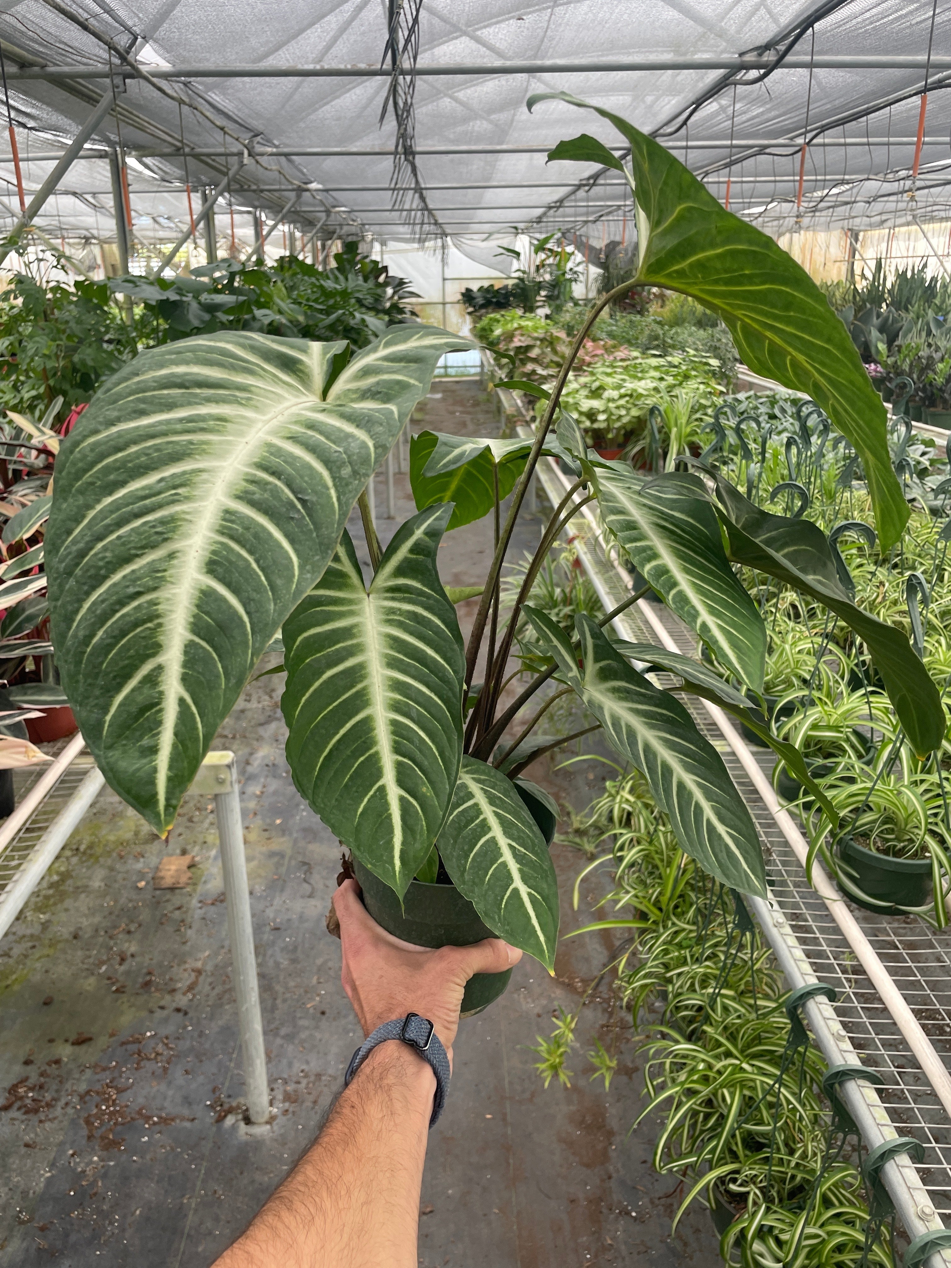 Xanthosoma 'Lendenii' - Holiday Corner