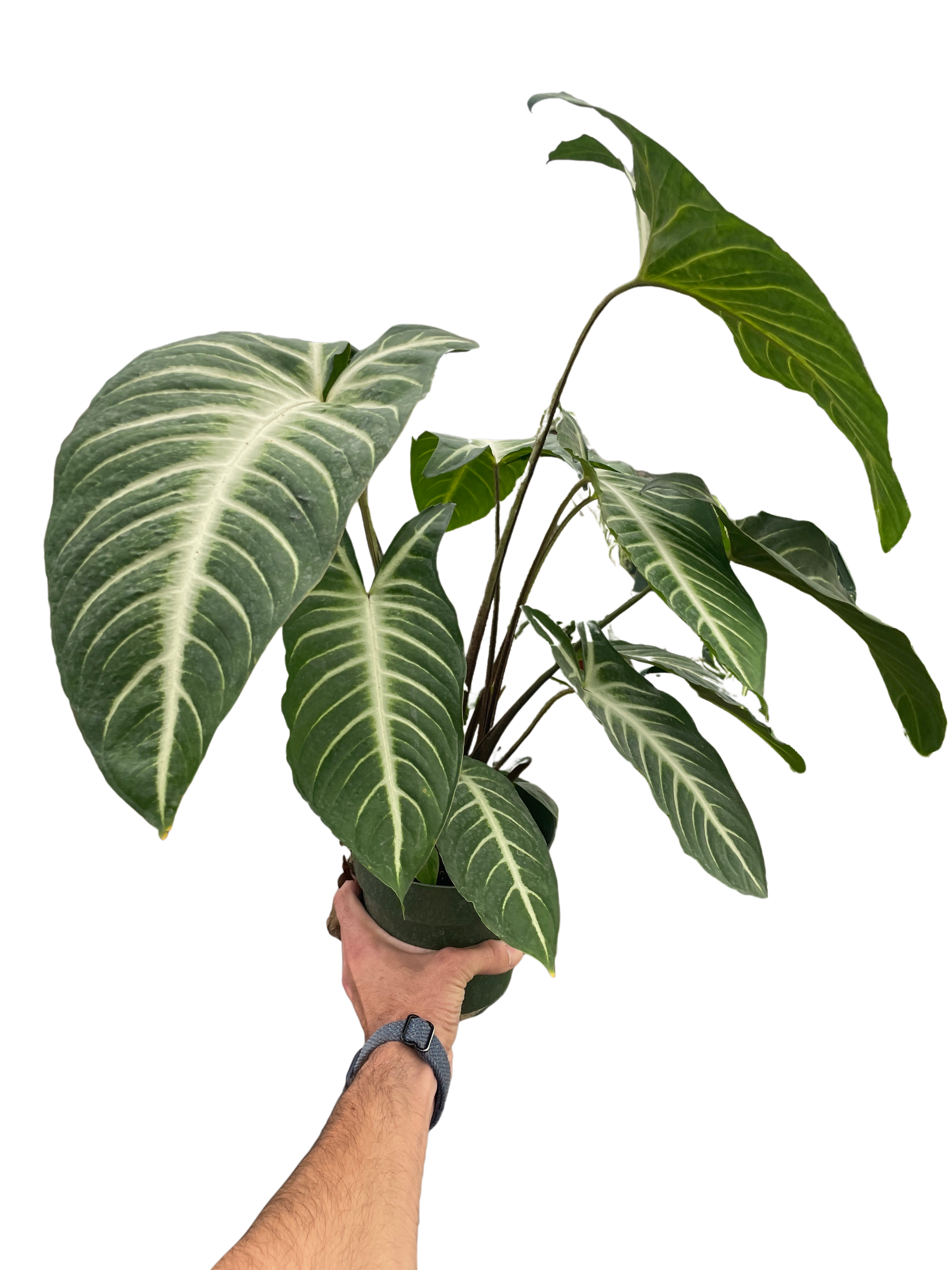 Xanthosoma 'Lendenii' - Holiday Corner
