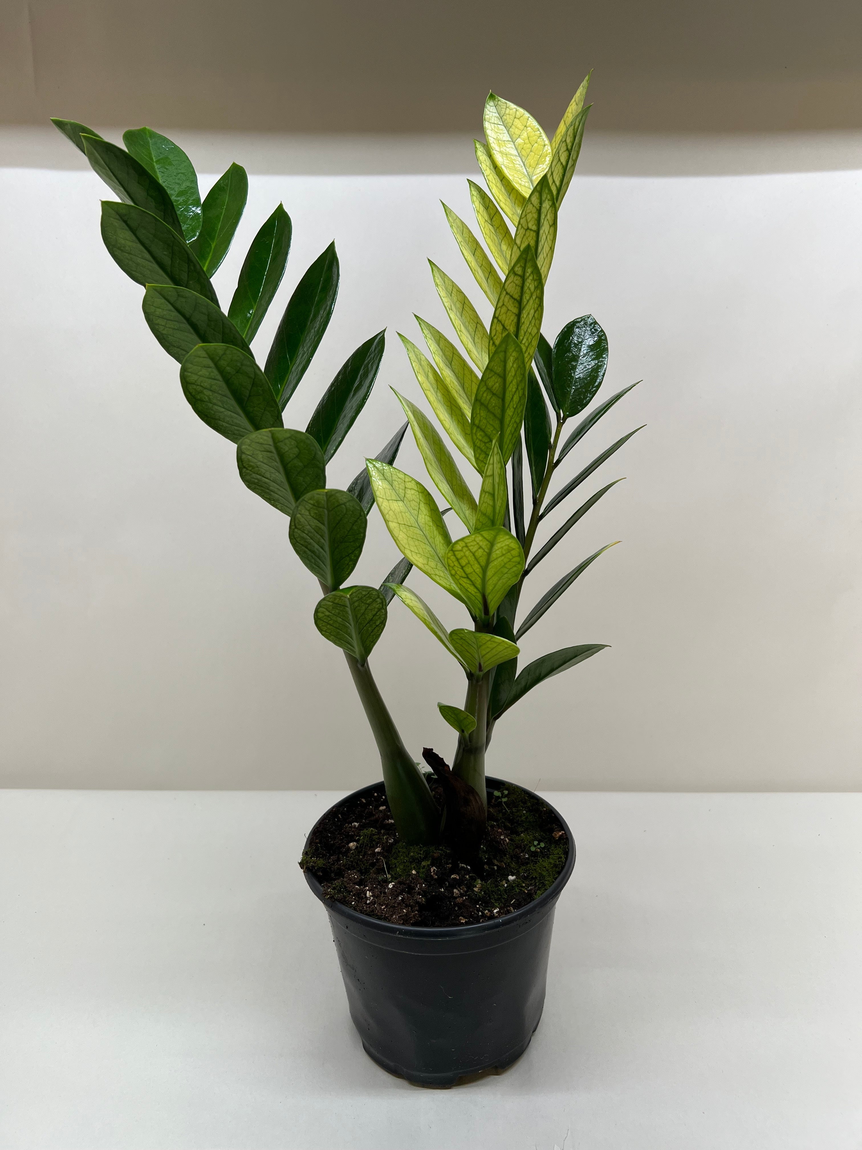 Zamioculcas 'Chameleon' - Holiday Corner