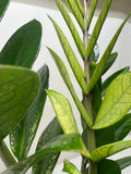 Zamioculcas 'Chameleon' - Holiday Corner