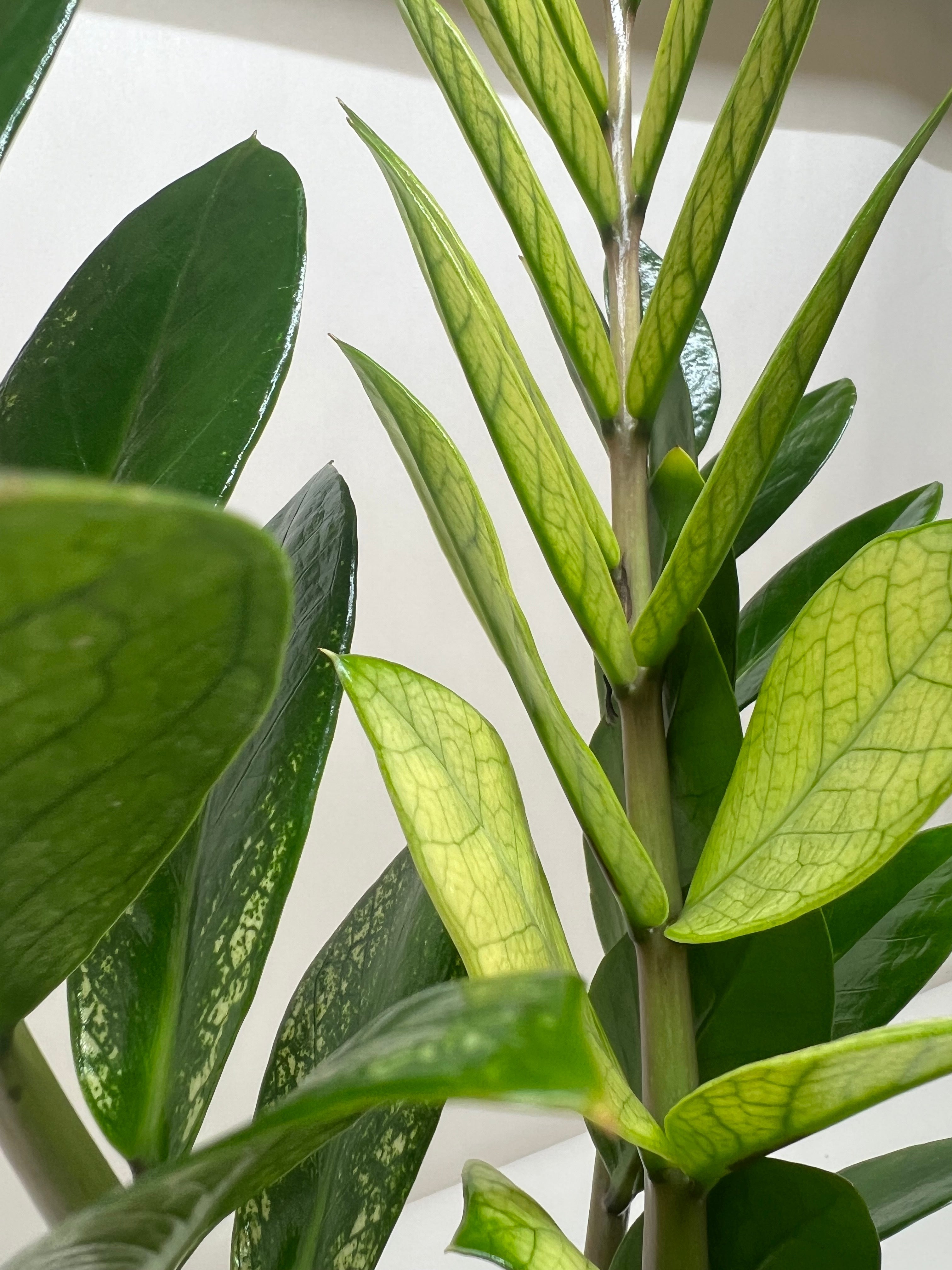 Zamioculcas 'Chameleon' - Holiday Corner