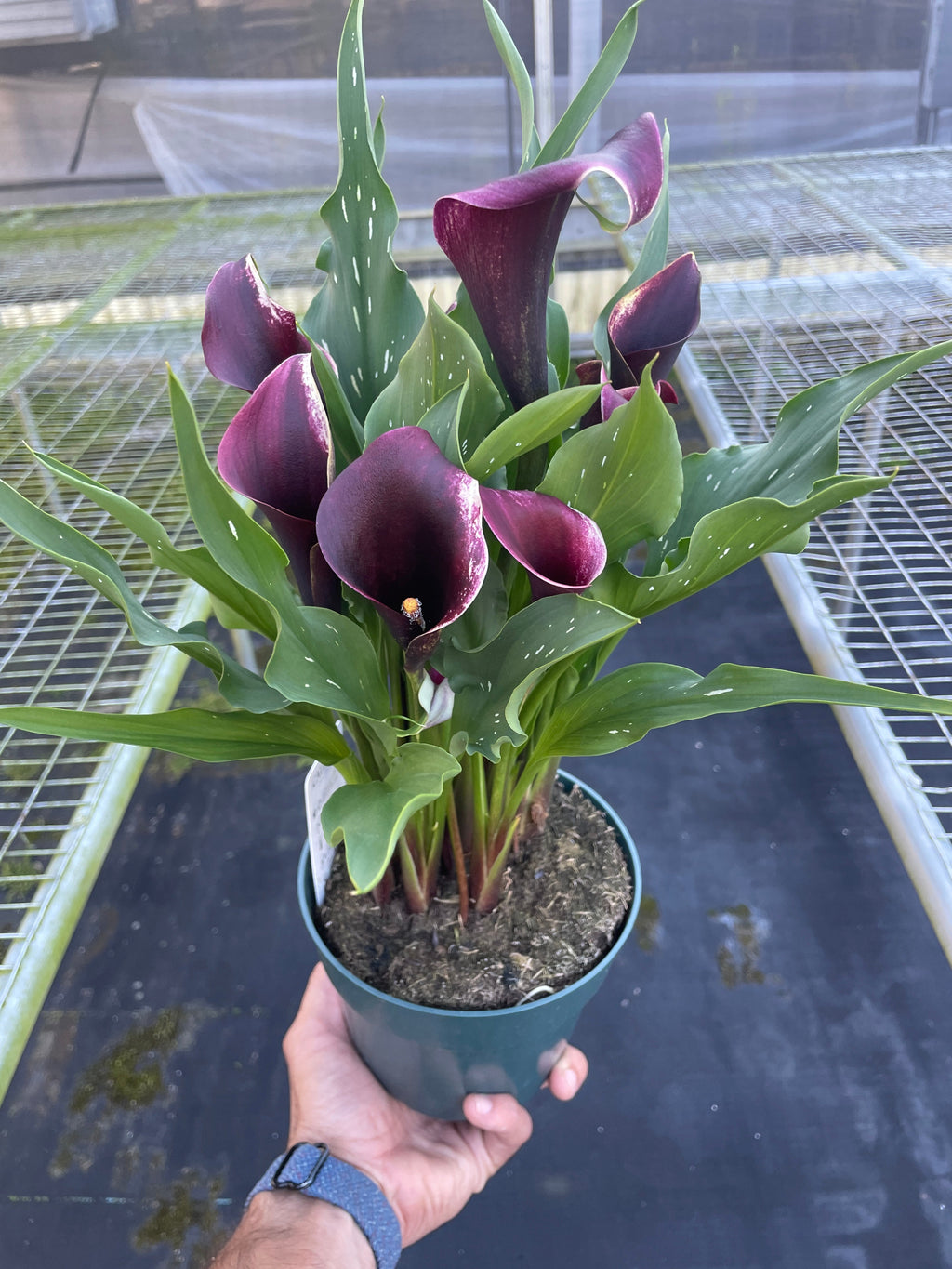 Calla Lily - Holiday Corner