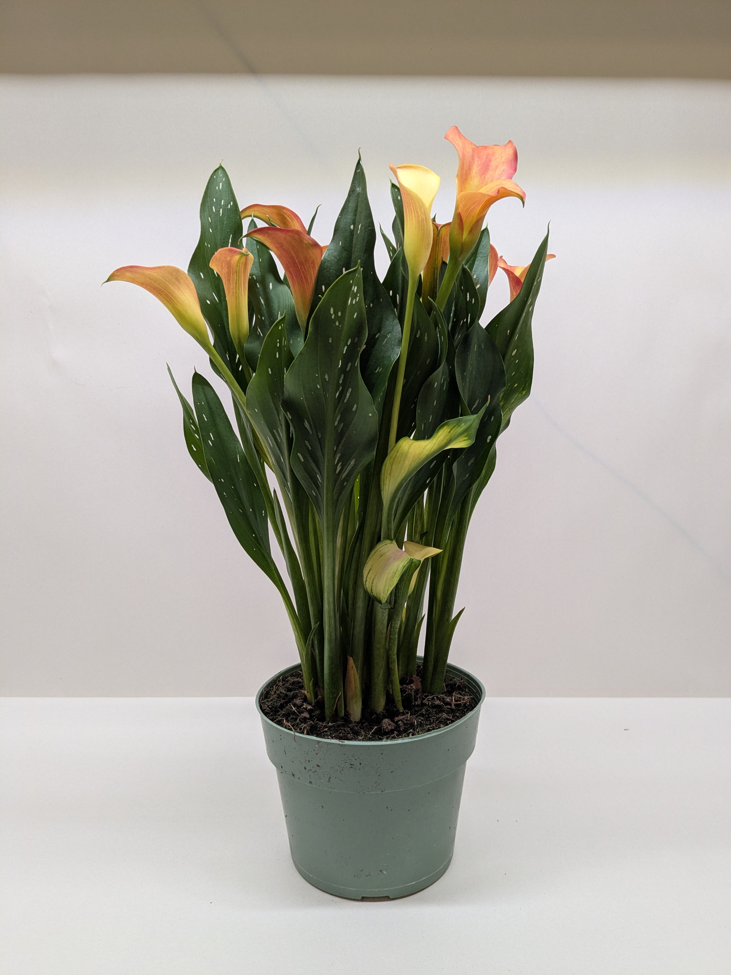 Calla Lily - Holiday Corner