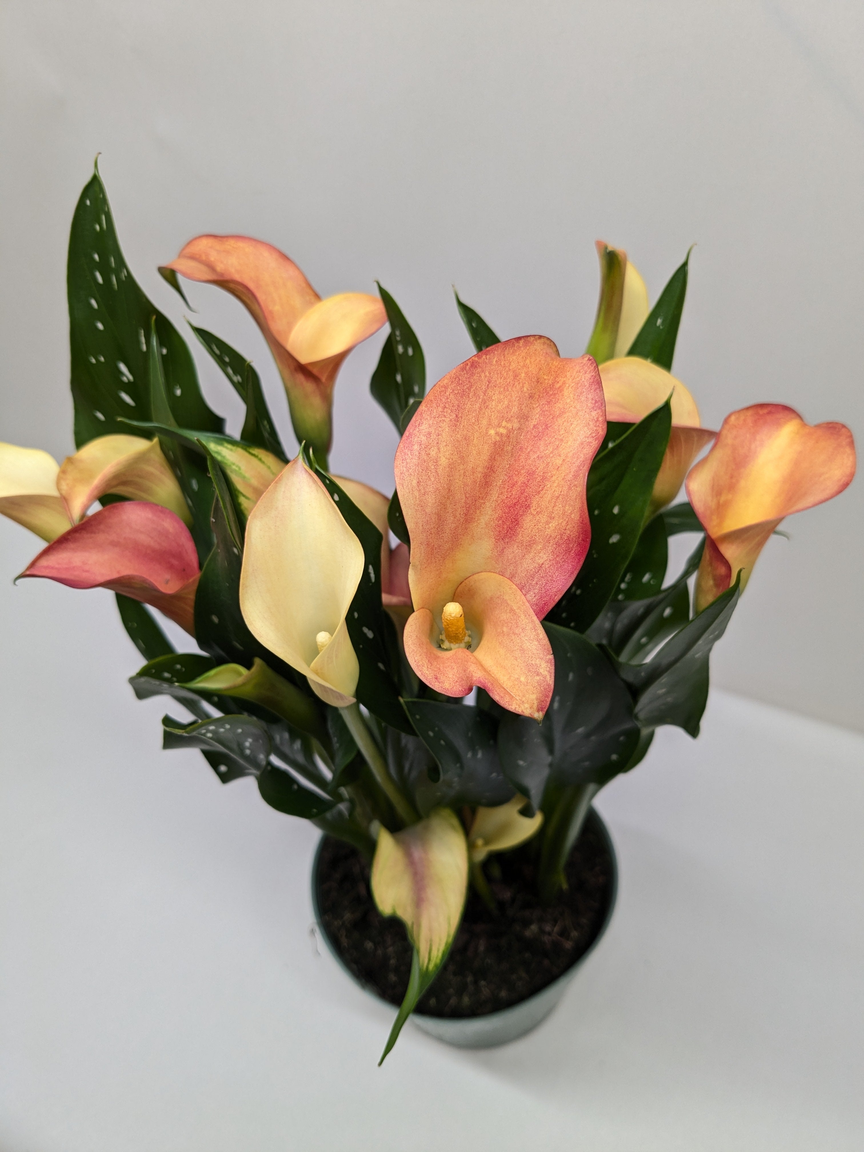 Calla Lily - Holiday Corner