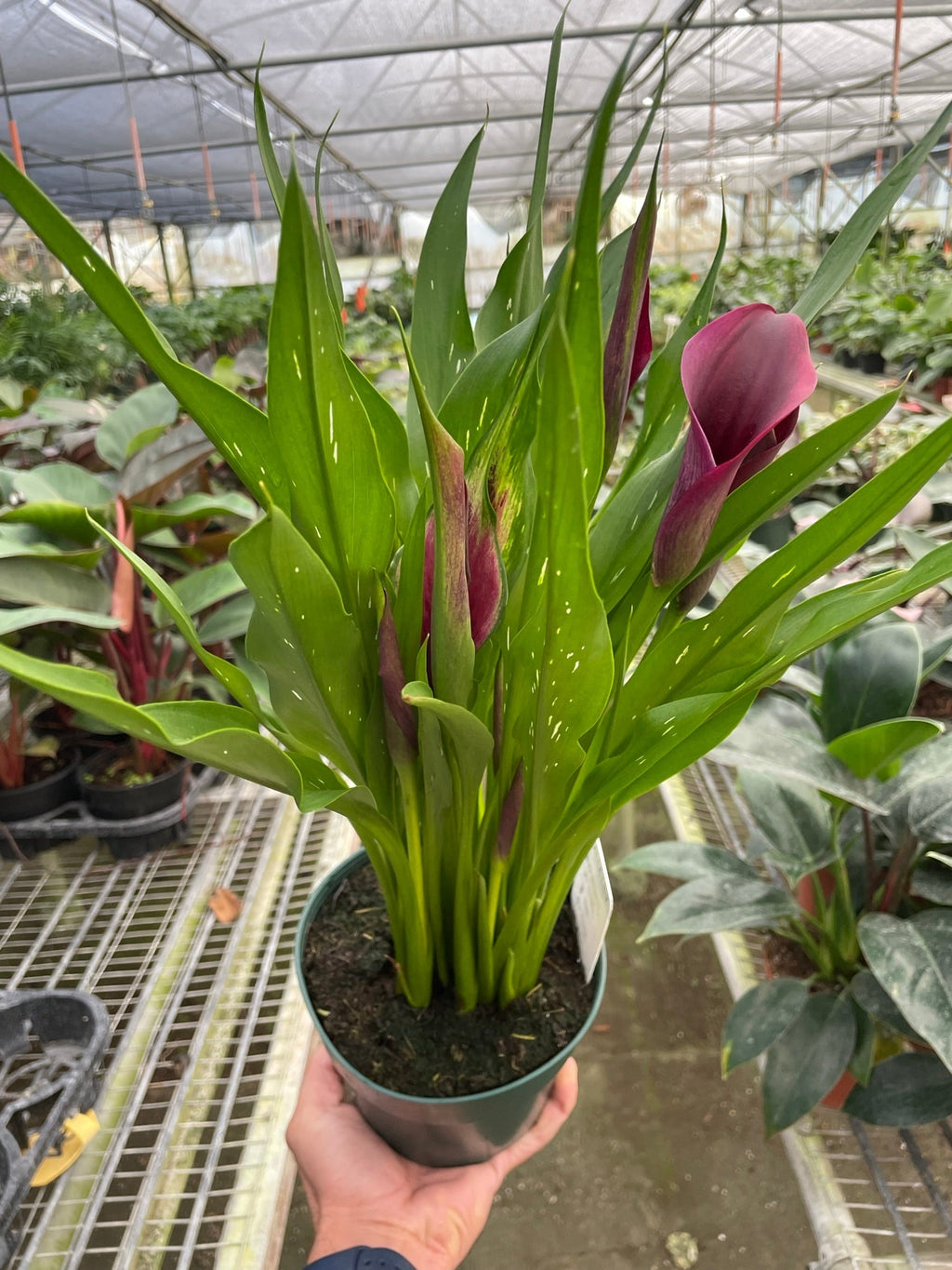 Calla Lily - Holiday Corner