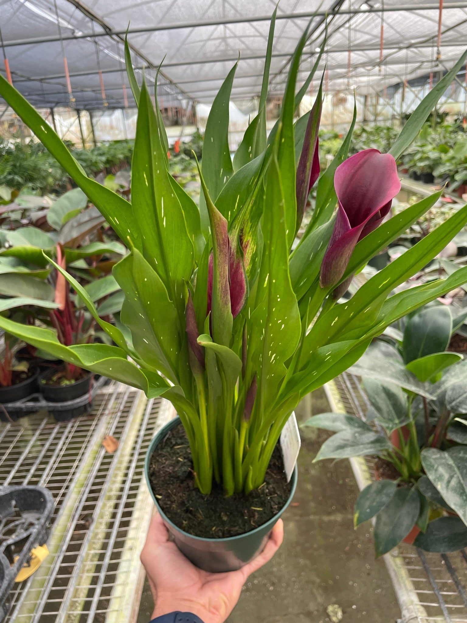 Calla Lily - Holiday Corner