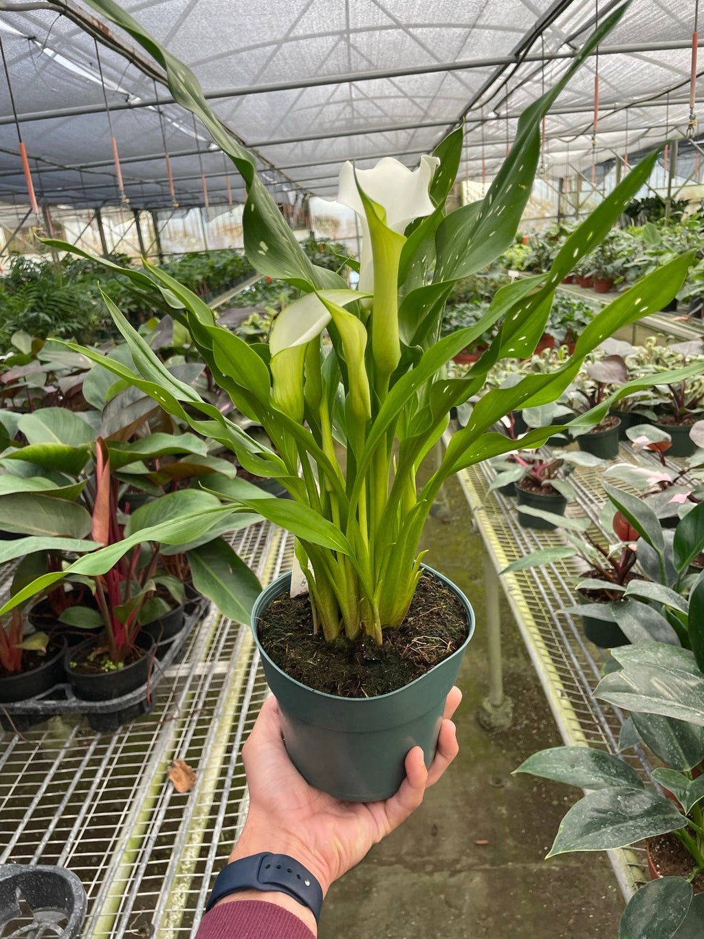 Calla Lily - Holiday Corner