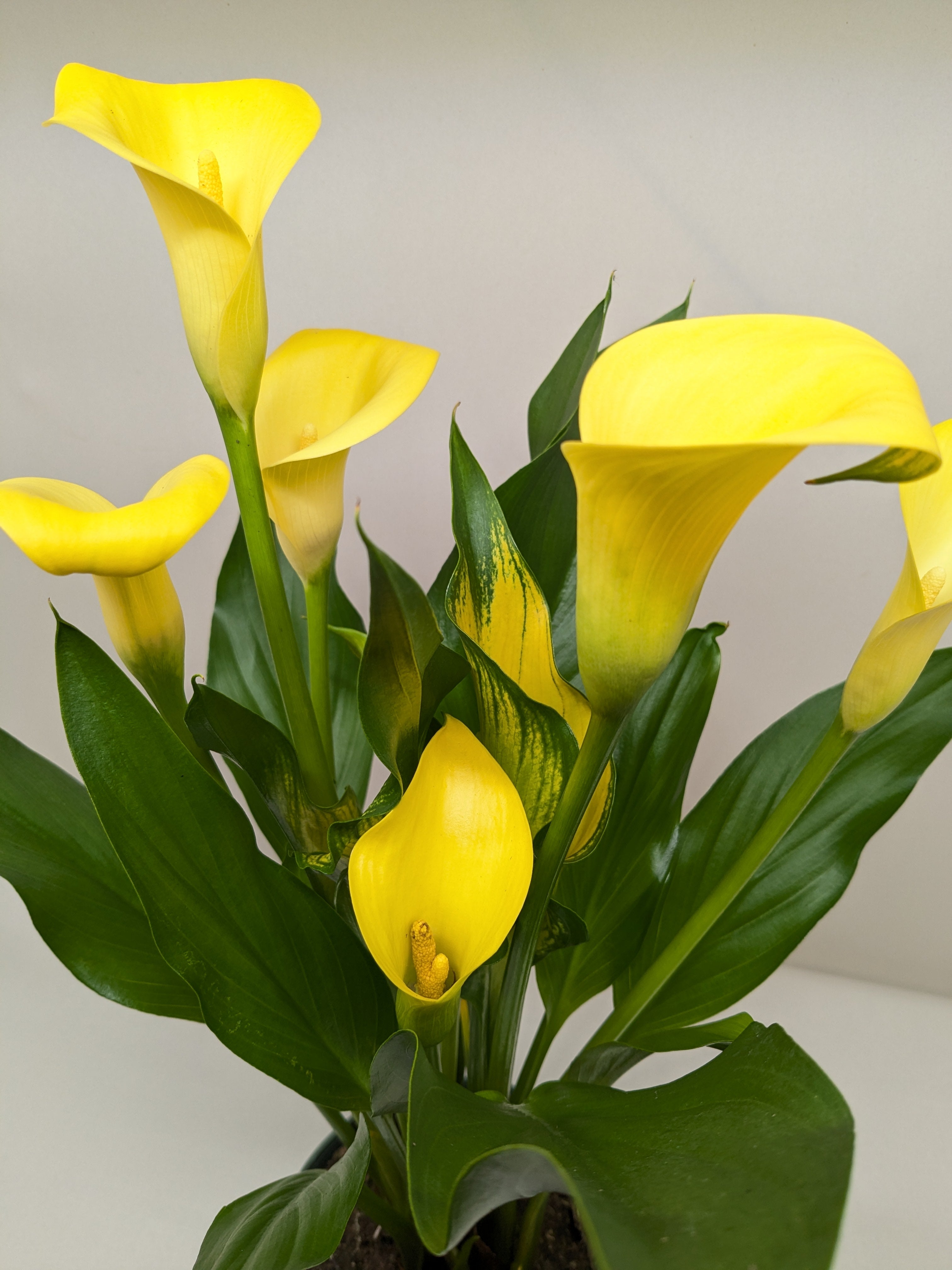 Calla Lily - Holiday Corner