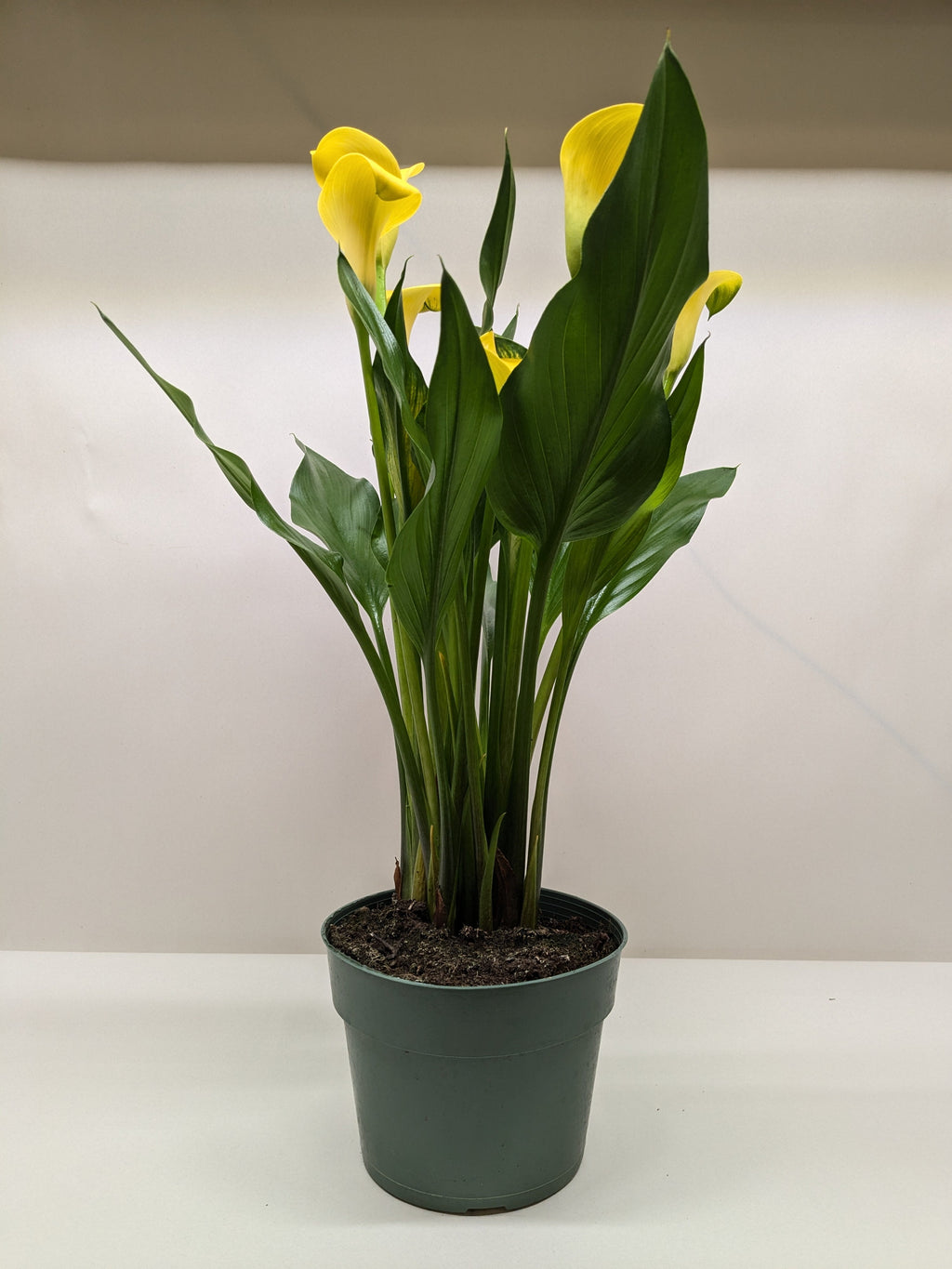 Calla Lily - Holiday Corner