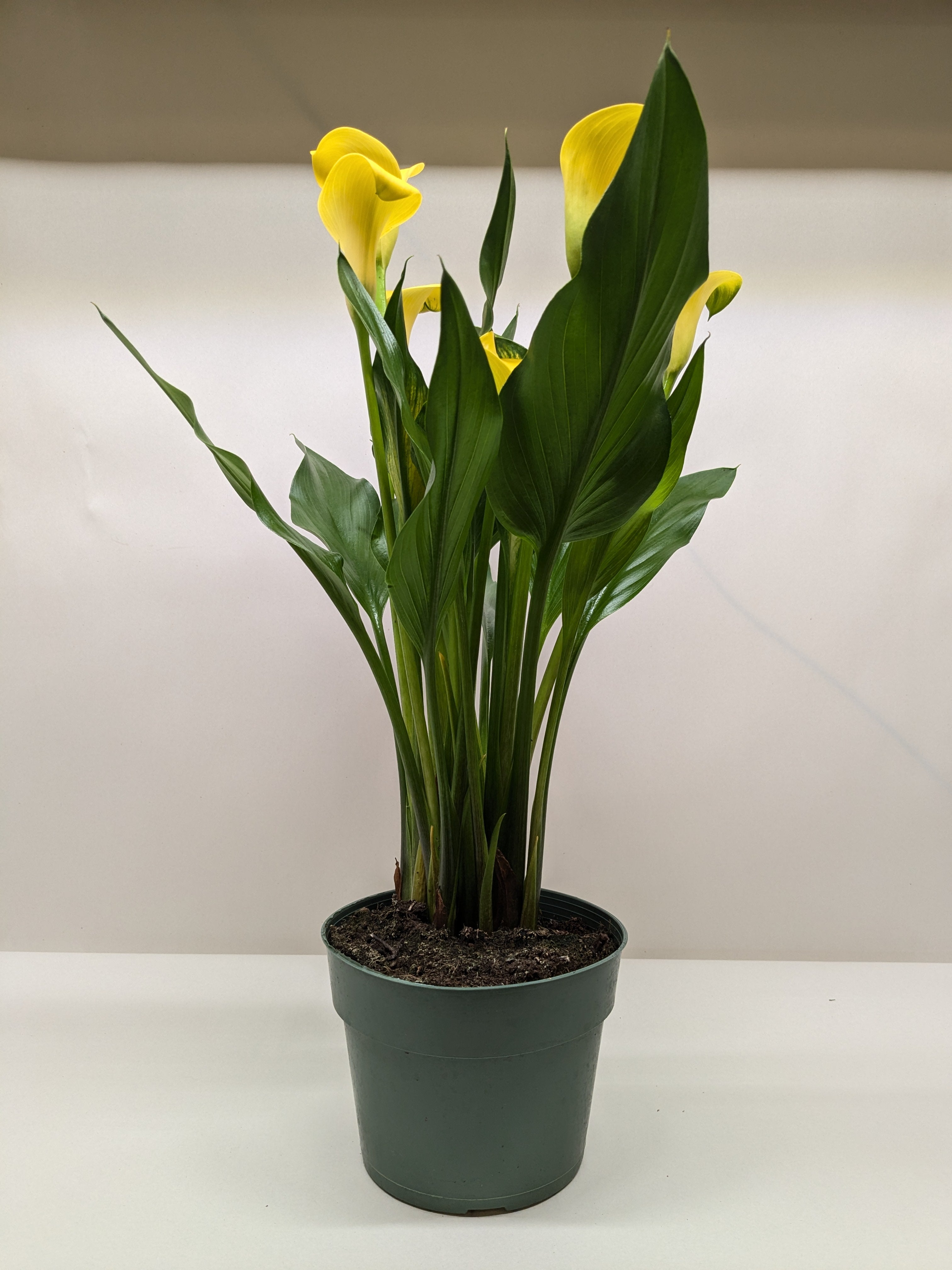 Calla Lily - Holiday Corner