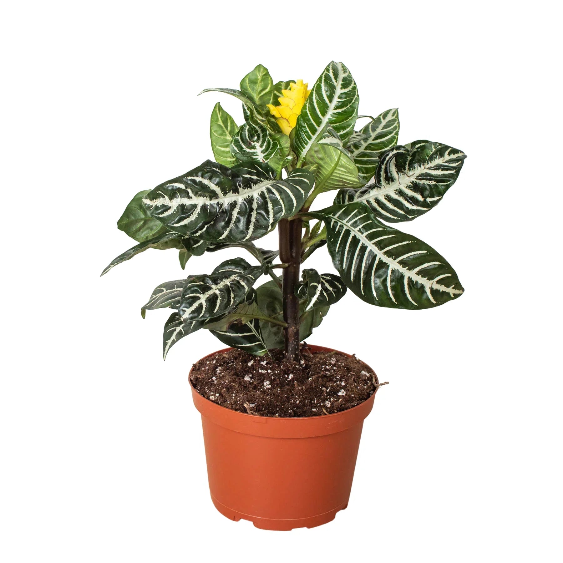 Zebra 'Aphelandra' - Holiday Corner