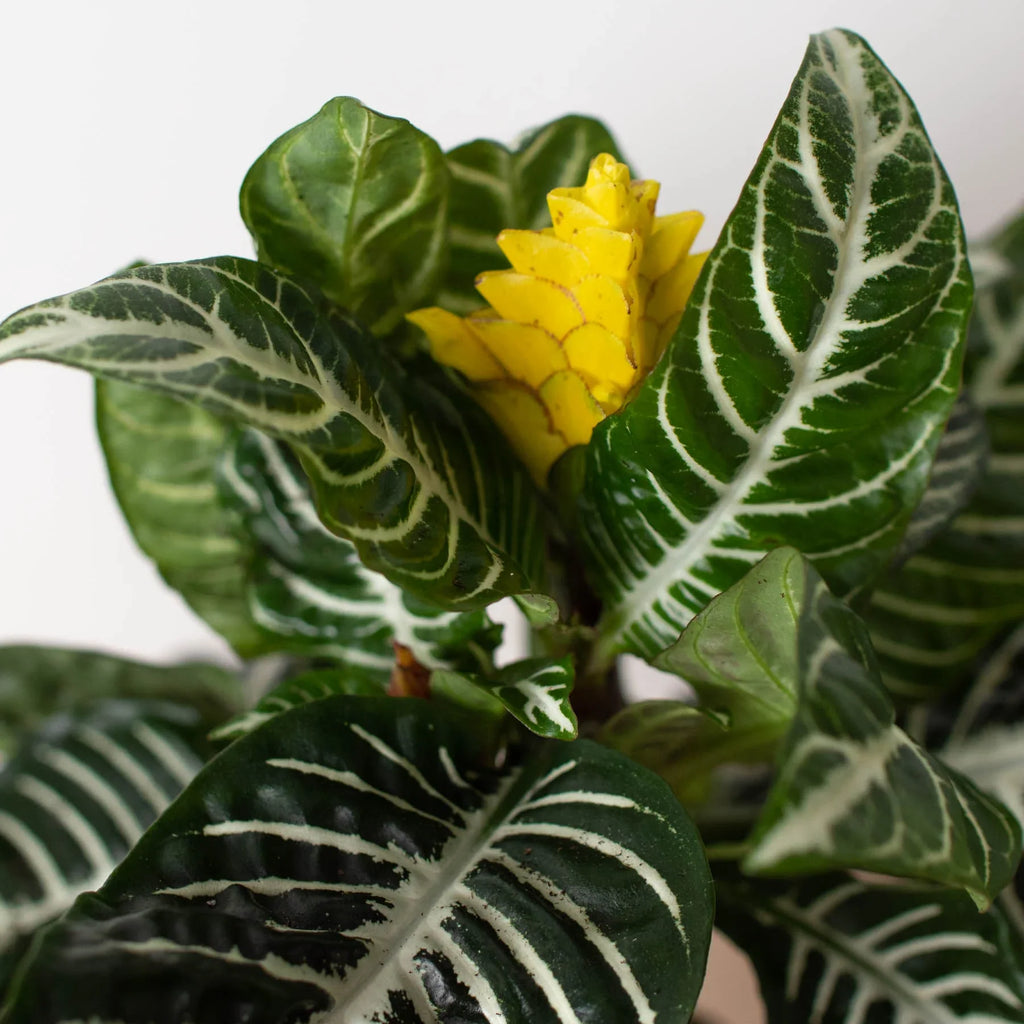 Zebra 'Aphelandra' - Holiday Corner