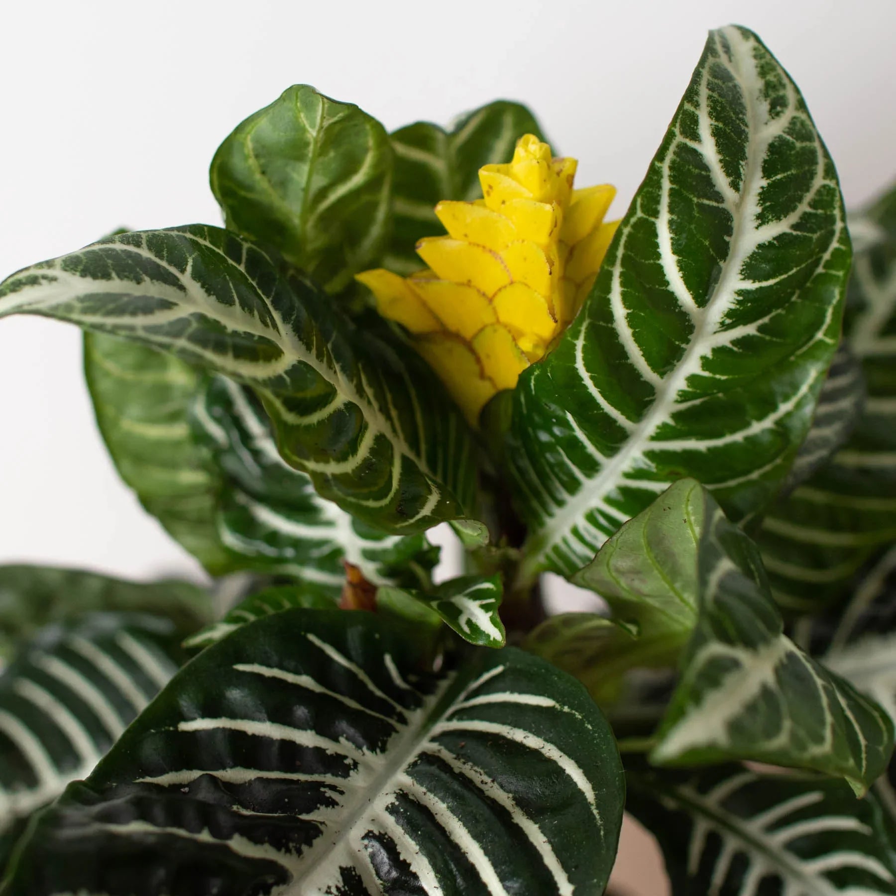 Zebra 'Aphelandra' - Holiday Corner