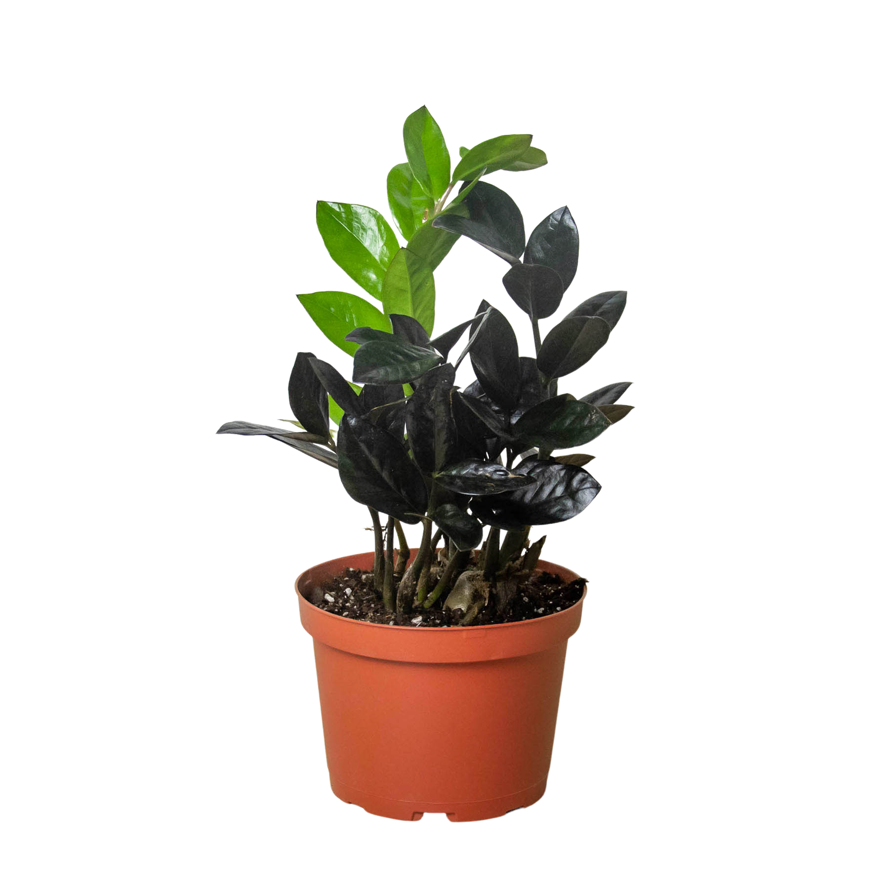 ZZ Zamioculcas 'Black Queen' - Holiday Corner