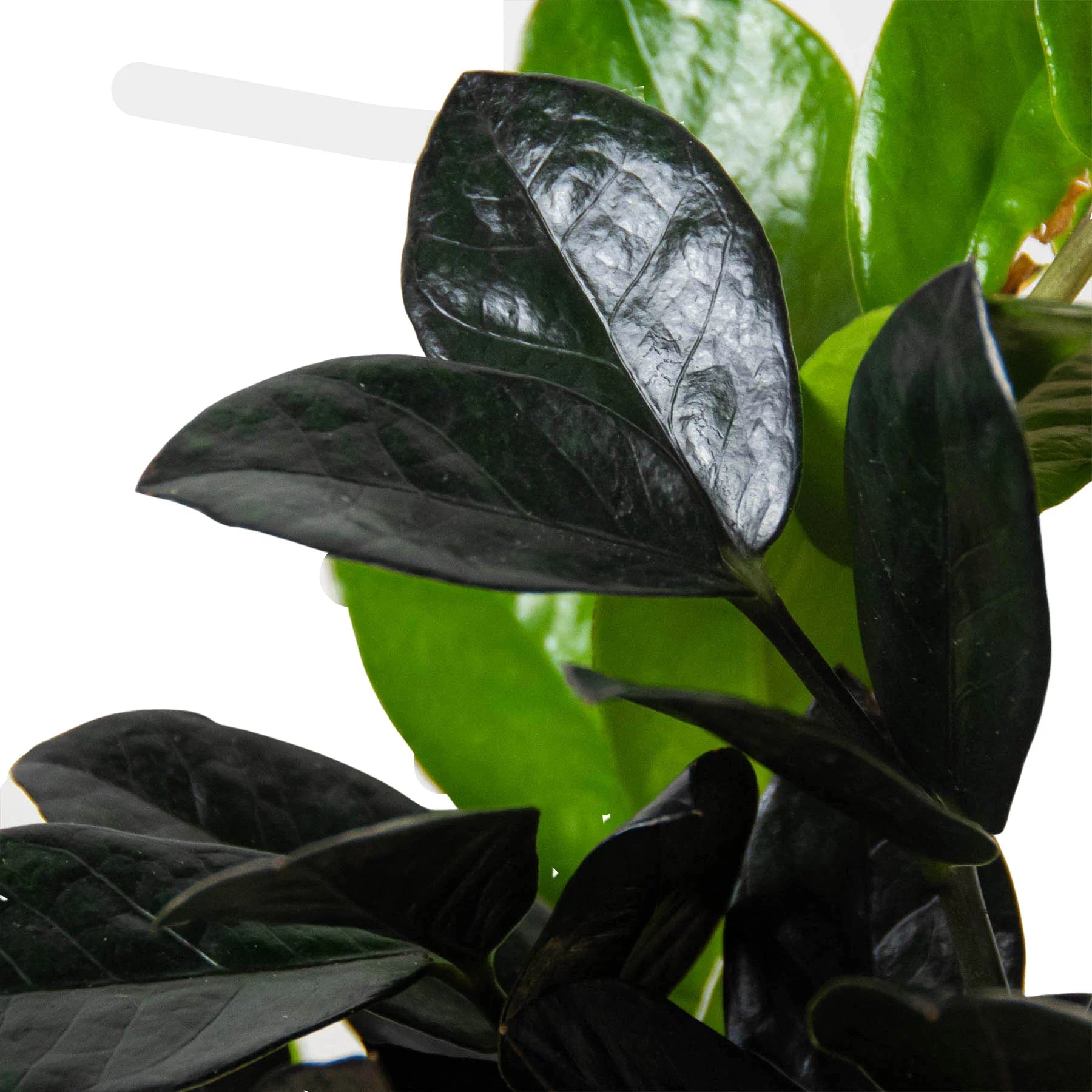 ZZ Zamioculcas 'Black Queen' - Holiday Corner