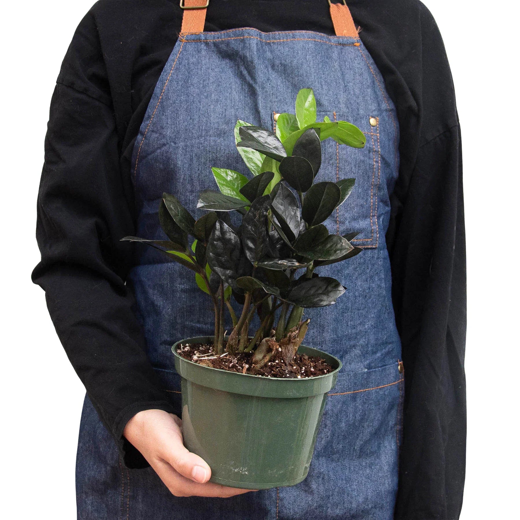 ZZ Zamioculcas 'Black Queen' - Holiday Corner
