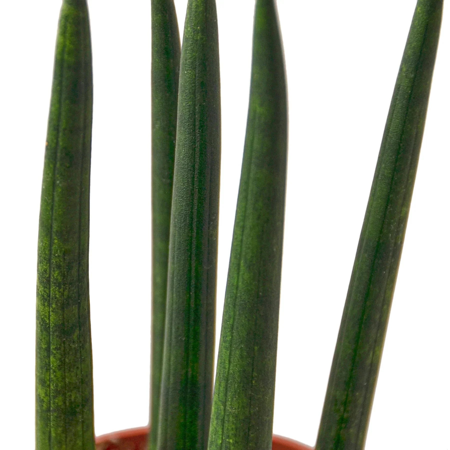 Snake Plant Cylindrica - Holiday Corner