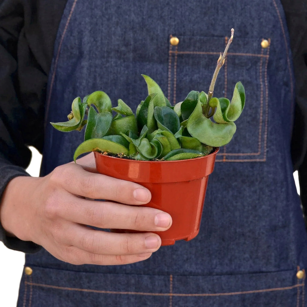Hoya Rope Plant - Holiday Corner