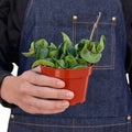 Hoya Rope Plant - Holiday Corner