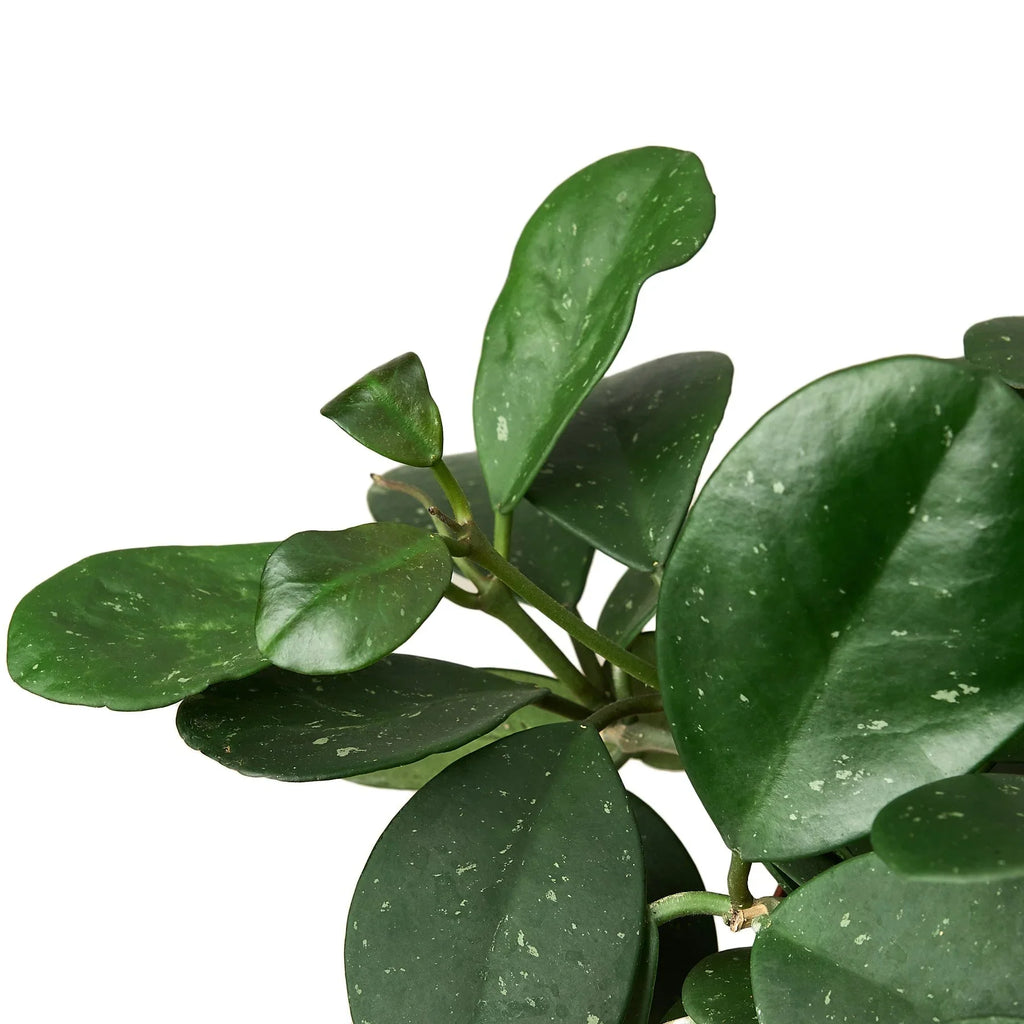 Hoya Obovata - Holiday Corner