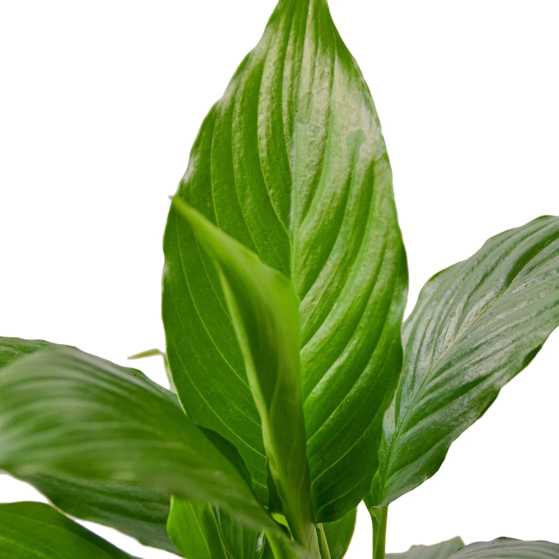 Spathiphyllum 'Peace Lily' - Holiday Corner