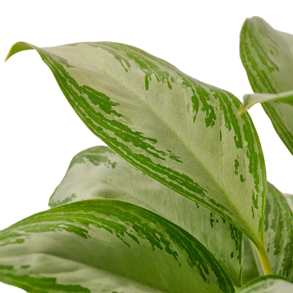Chinese Evergreen 'Silver Bay' - Holiday Corner