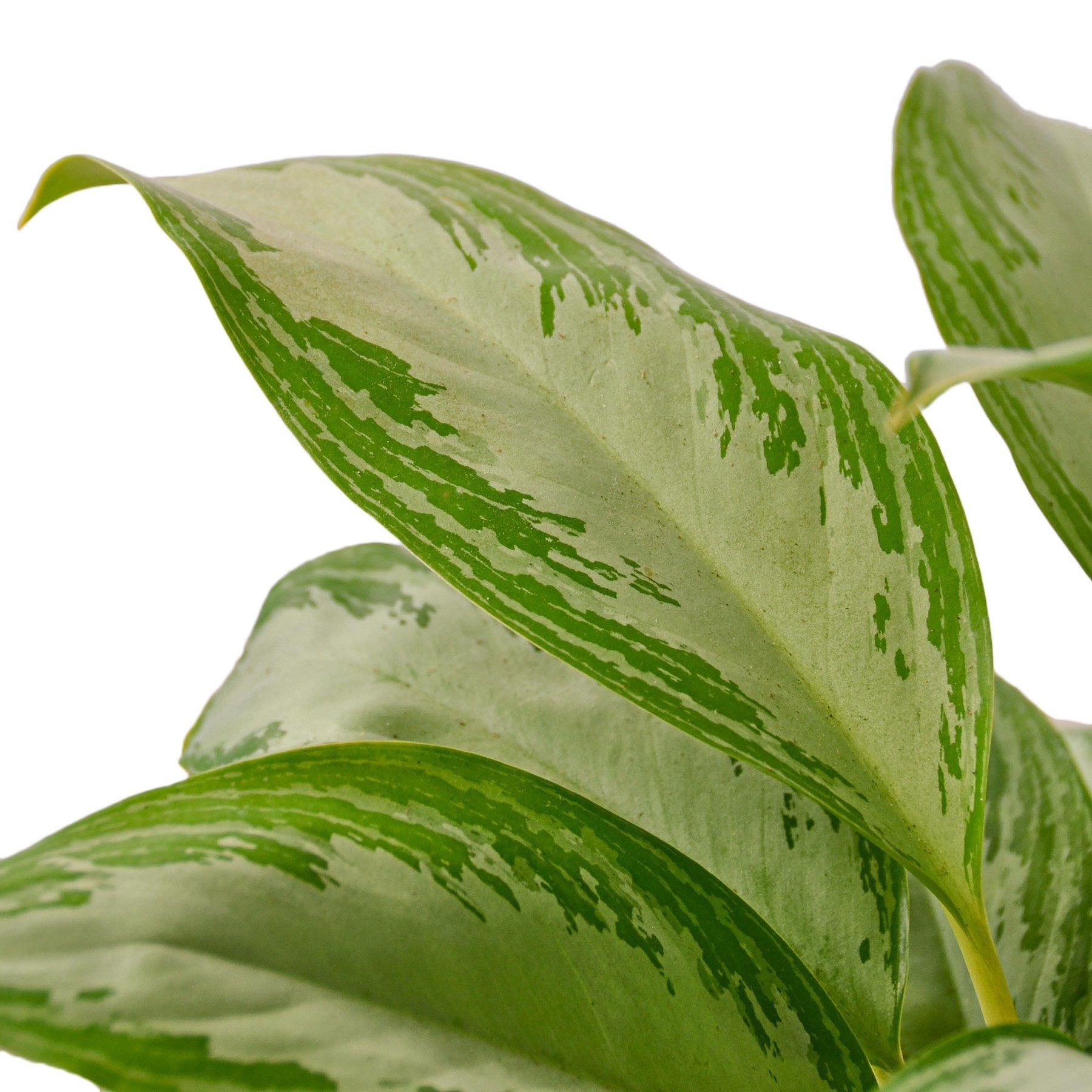 Chinese Evergreen 'Silver Bay' - Holiday Corner
